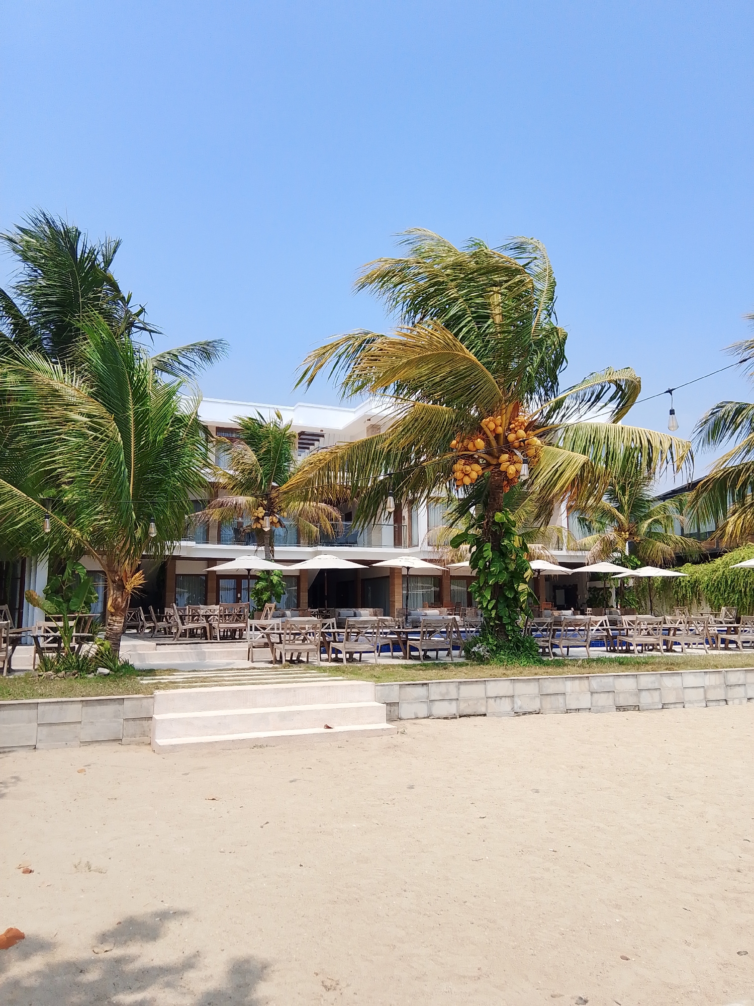This is a photograph of a resort or restaurant area by the beach in Tegalsambi, Indonesia. The foreground shows a sandy beach with some scattered debris. Behind the beach, a raised, multi-tiered concrete platform is visible, leading up to an outdoor seating area. This area is furnished with numerous wooden tables and chairs, and several white umbrellas are set up, providing shade.
Beyond the seating area is a modern, multi-story white building with balconies and glass railings. Several palm trees are scattered throughout the scene, some bearing clusters of coconuts. One prominent palm tree in the mid-ground is covered in vines and has a large cluster of yellow coconuts. The sky is clear and blue, indicating a sunny day. The overall impression is of a tropical, open-air establishment by the sea, designed for outdoor dining or relaxation.