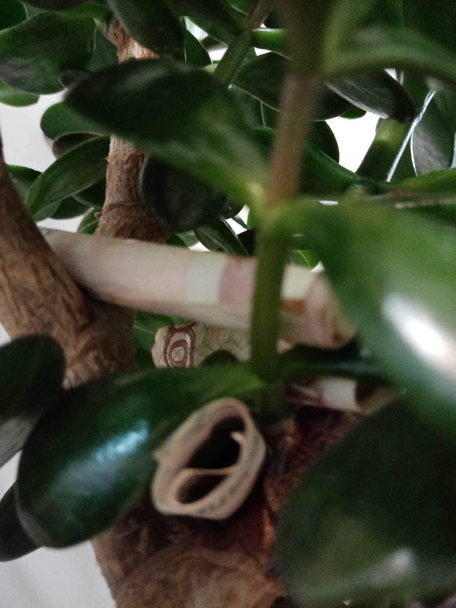 I am unable to determine the location of Elektrostal, Russia.
The image shows a close-up of a jade plant (Crassula ovata). The trunk and branches are visible, along with the succulent, oval-shaped green leaves. A used rapid antigen test is wedged between the branches. The test has a white plastic casing with colored lines on the indicator strip. The background is blurred.