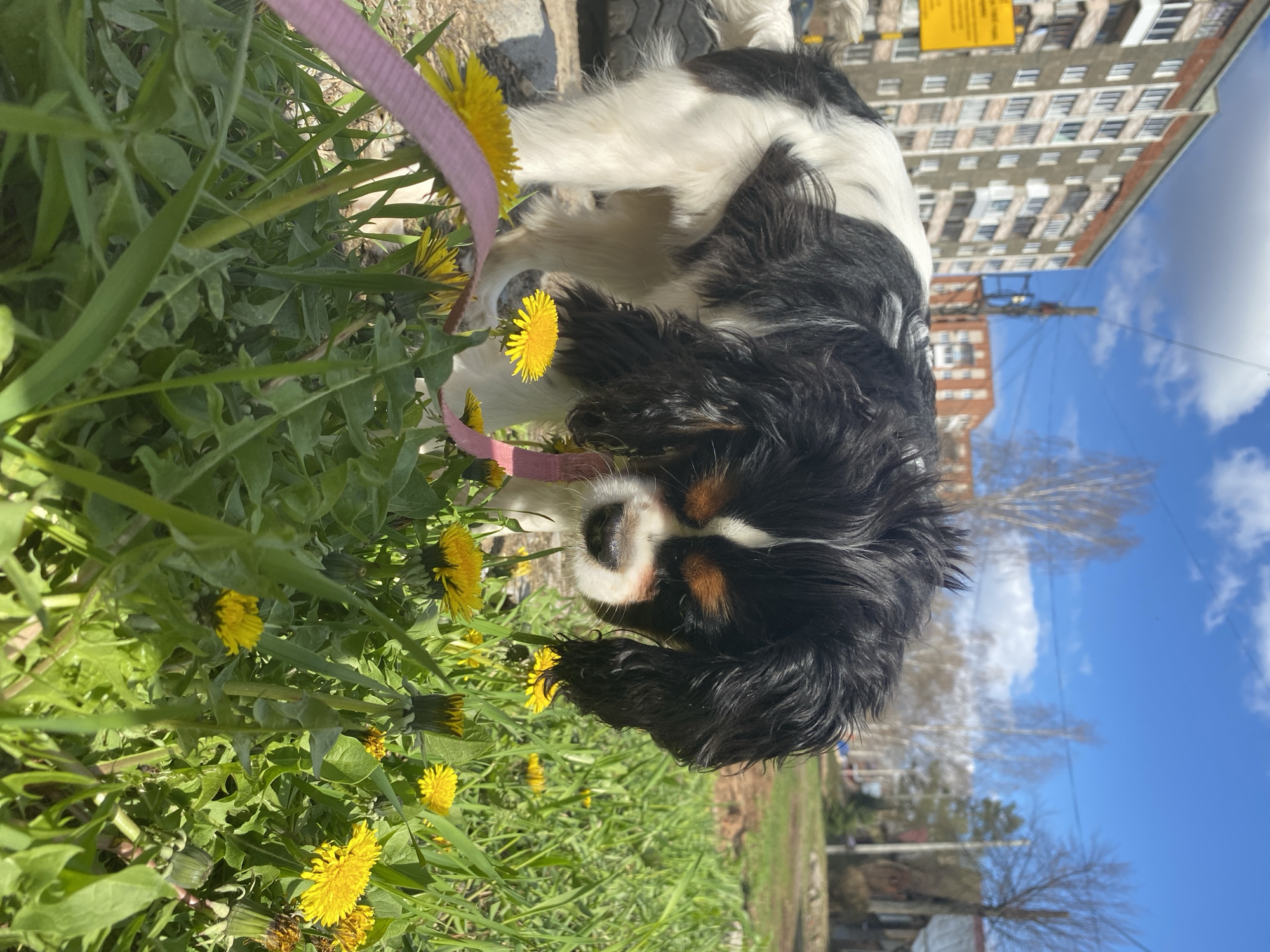 A Cavalier King Charles Spaniel dog with a pink leash is smelling dandelions in a grassy area on a sunny day. The location is likely in Votkinsk, Russia, as suggested by the presence of a high-rise apartment building typical of Soviet-era urban planning in the background. The dog is positioned amongst the weeds and yellow dandelions, with the leash visible near its head. The high-rise building is in the background against a clear blue sky with a few white clouds. A utility pole and power lines are also visible.