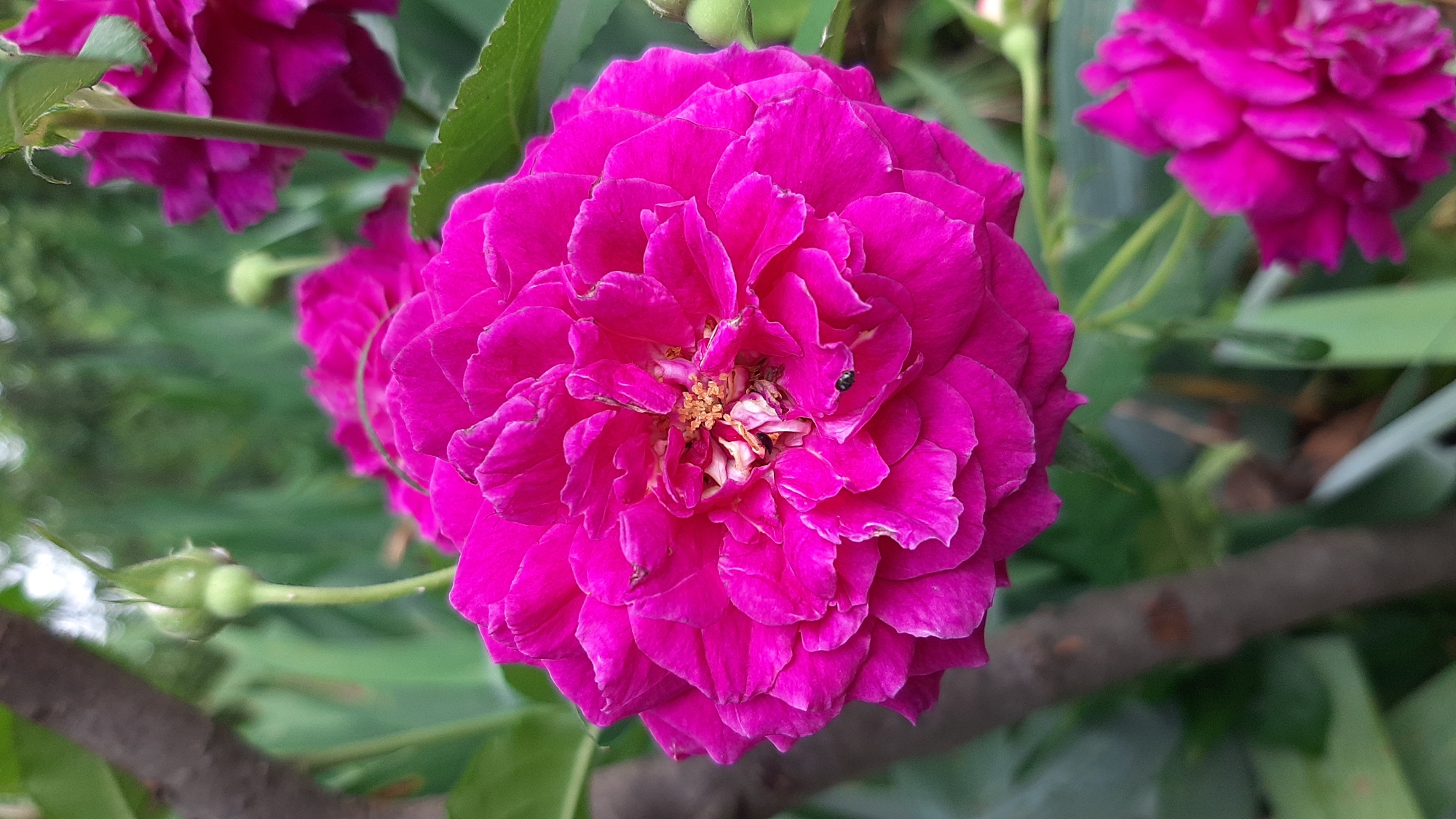 A close-up shot focuses on a vibrant pink, fully bloomed rose. The rose is the dominant subject, with its intricate layers of petals filling most of the frame. In the center of the rose, the stamens are visible, and a tiny black insect is perched on one of the lower petals. To the right and slightly behind the main rose, another pink rose is partially visible, also in bloom. In the background, out of focus, are hints of green foliage and a tree branch on the left side. A green rosebud is also visible in the upper left corner of the image. The lighting suggests it is daytime, and the overall impression is one of natural beauty.