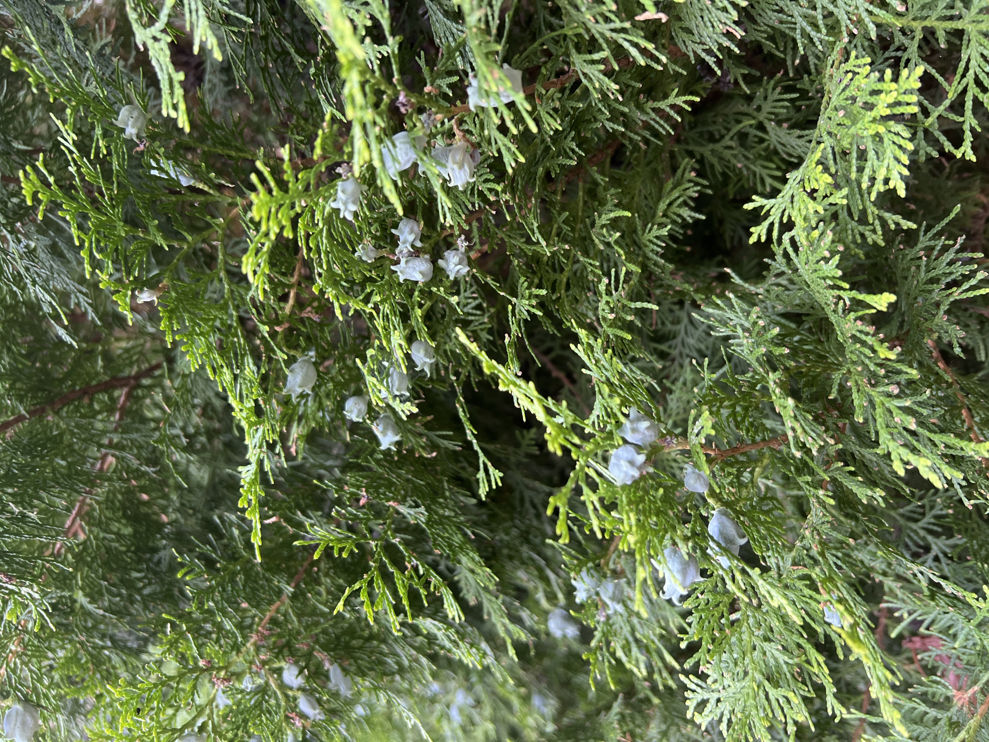 This is a close-up, eye-level, outdoor, eye-level, medium shot of a coniferous evergreen tree branch in Fontanka, Ukraine. The tree has small, pale blue, tear-drop shaped cones scattered throughout its dense, green foliage. The lighting is natural and diffused, suggesting an overcast day or a shaded location. The background is a blur of dark green, indicating more of the same tree or other foliage, contributing to a natural, organic feel. There are no people or animals visible in the image.