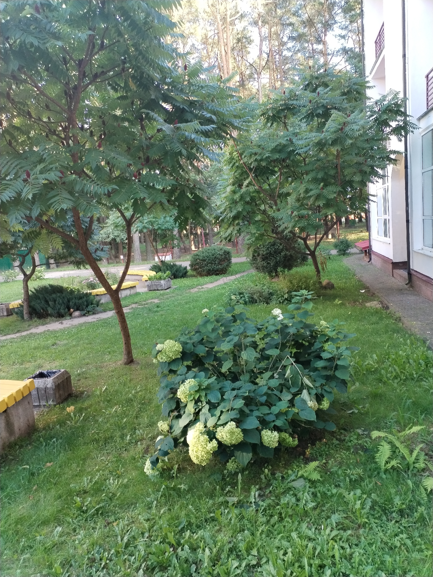 The image depicts a small park or courtyard area next to a multi-story building. In the foreground, there is a flowering hydrangea bush with clusters of white blooms. To the left, a portion of a yellow bench and a concrete planter with a trash receptacle are visible. A young tree with reddish-brown bark and compound leaves stands in the middle ground, casting a shadow on the grassy area. Several other shrubs and smaller trees are scattered throughout the scene, along with a paved walkway. In the background, more trees form a dense line, and a section of the white building with dark-trimmed windows is visible on the right side of the image. The setting appears to be a quiet, possibly residential area in Хідрынскі сельскі Савет, Belarus.