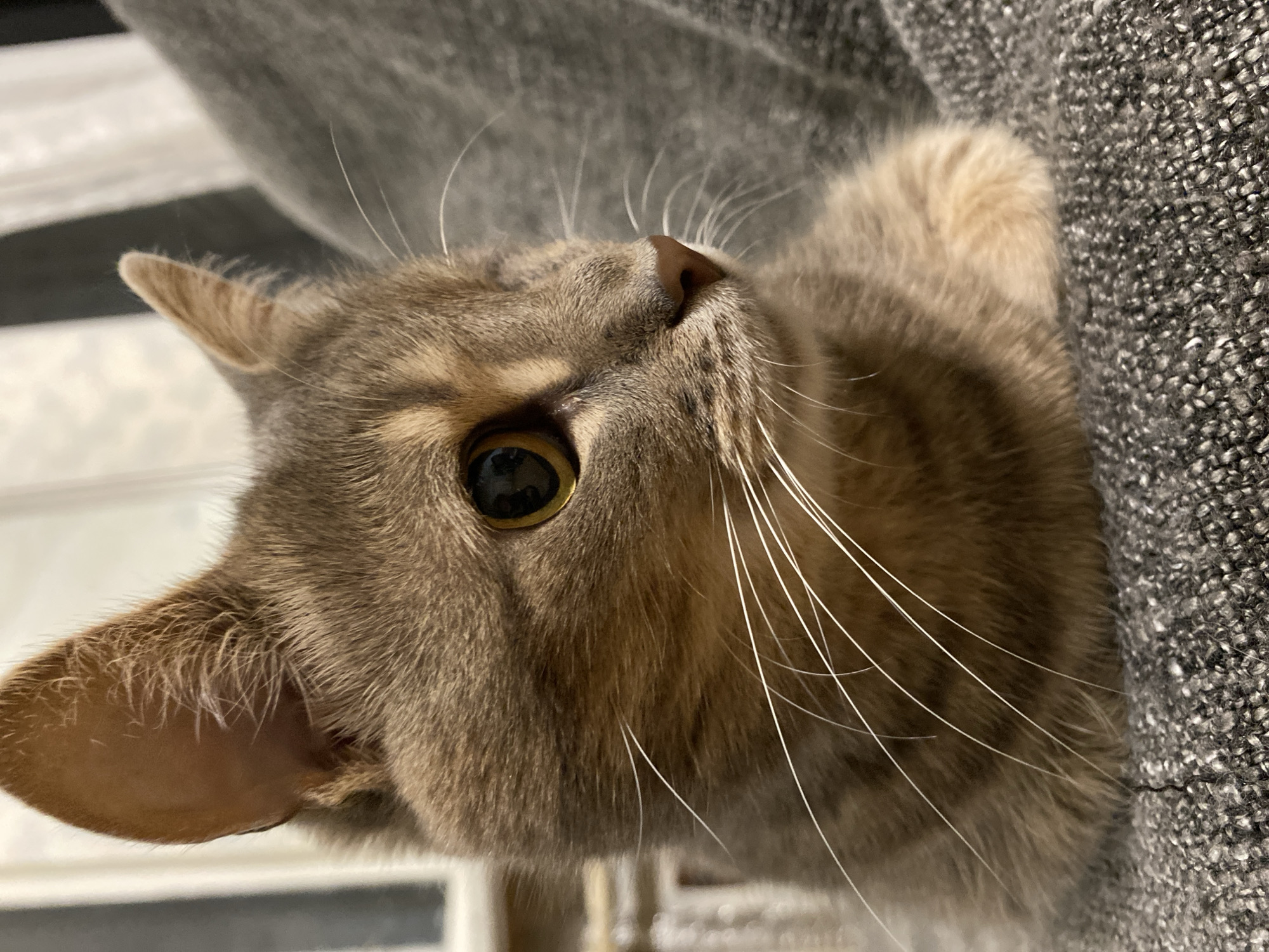 A close-up, eye-level shot shows a tabby cat with brown and gray fur. The cat's head is turned to the right, with its left eye prominently visible. The cat has large, yellow-green eyes with dark pupils, long white whiskers, and pointed ears. The cat is lying down on a textured gray surface, possibly a blanket or sofa. The background is blurred, with hints of vertical lines and a lighter area, suggesting an indoor environment. There are no people or other animals in the frame. The lighting appears to be soft and natural, highlighting the cat's features and fur texture. The overall impression is of a relaxed and alert feline.