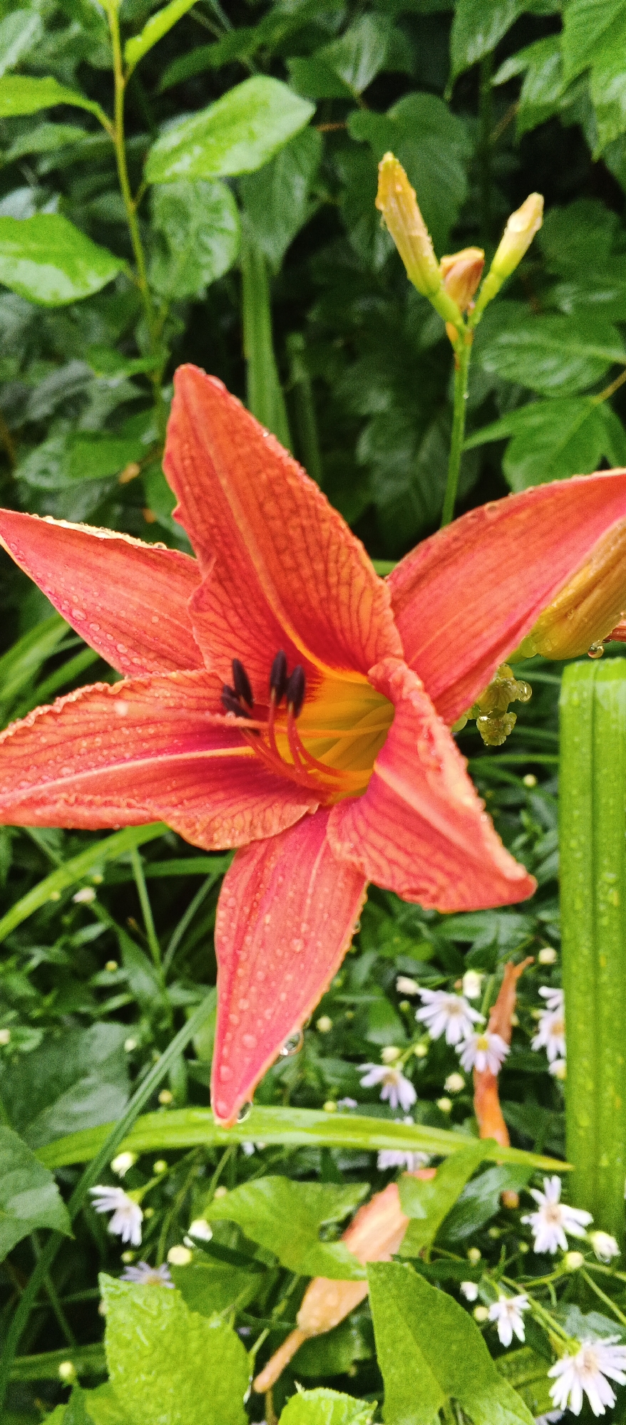 A close-up, vertical shot focuses on an orange lily in full bloom, its petals speckled with water droplets. The lily's center reveals dark stamens and a vibrant yellow interior. Behind the lily, lush green foliage provides a soft background, also adorned with water droplets, suggesting a recent rain shower. In the lower portion of the frame, a cluster of small white flowers adds a delicate contrast to the bold orange of the lily. The scene appears to be in a garden setting, potentially in the city of Podgornoye, Russia, given the natural elements and the implied context. No people or specific actions are depicted; the image captures a moment of natural beauty and tranquility.