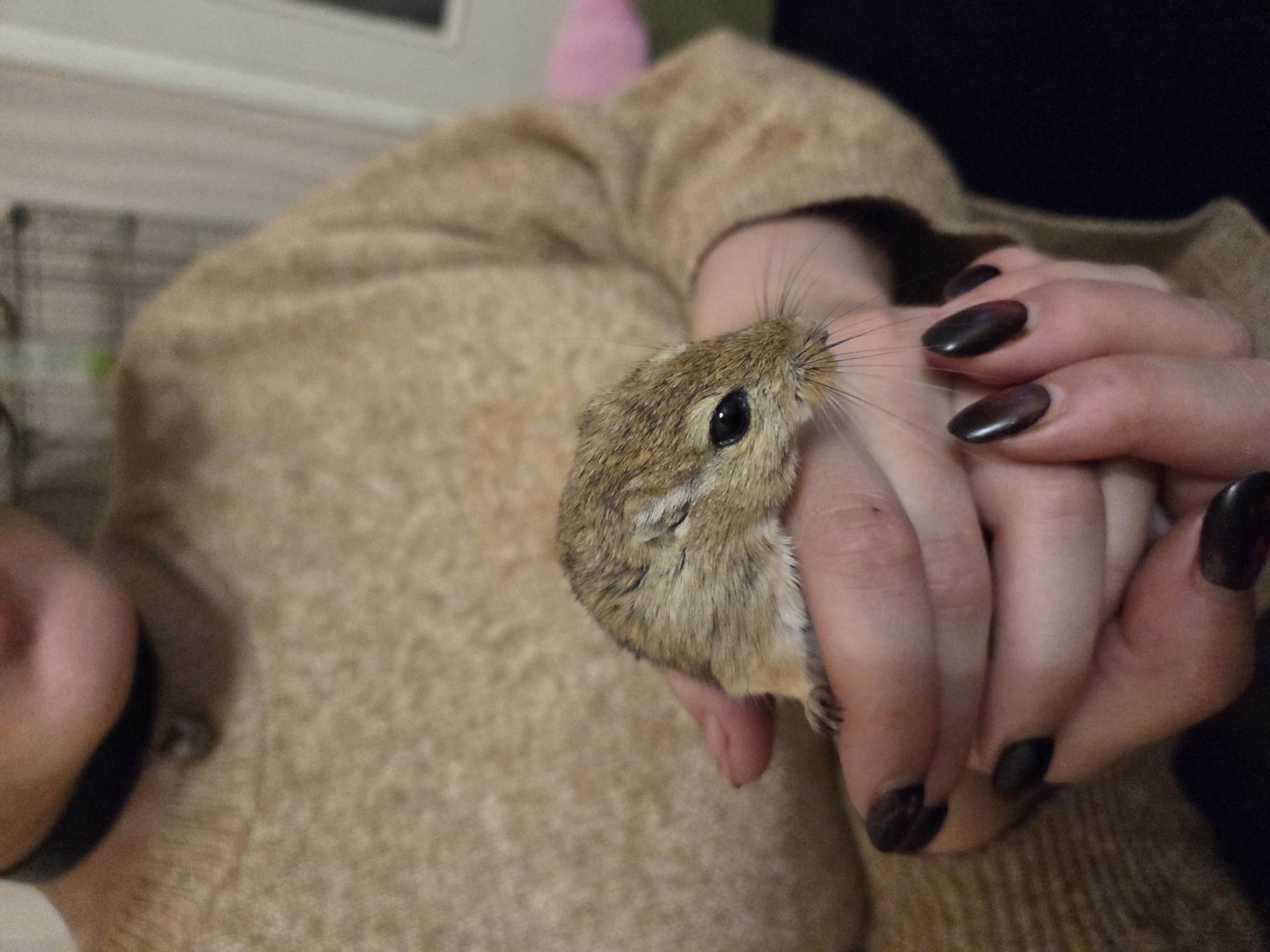 A close-up shows a small rodent, possibly a gerbil, held in the hands of a person. The rodent is light brown with darker stripes on its head. It is positioned near the person's left hand, with its body nestled between their fingers. The person has painted fingernails in a dark color. The person is wearing a light brown sweater. Part of the person's face is visible in the lower left corner. The environment is indoors.