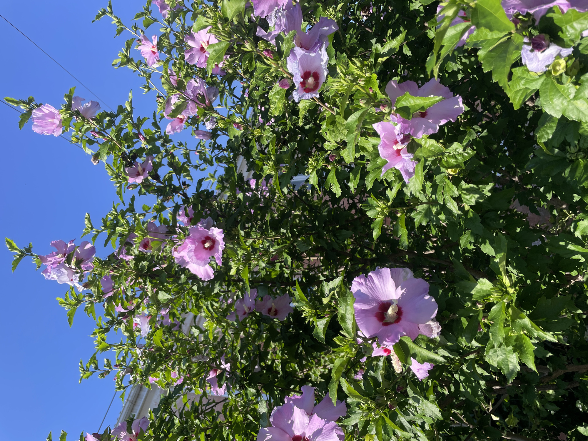 The image shows a vibrant bush with numerous blooming pink hibiscus flowers against a clear blue sky. The flowers exhibit a range of pink hues, from light to deep magenta at their centers, with visible stamens. The leaves are a lush, deep green and appear healthy. The bush is densely packed with flowers and foliage, creating a full and abundant visual. In the background, a light-colored building or structure with architectural detailing can be partially seen on the left, and power lines are visible against the sky. The overall impression is a sunny day in an urban or suburban setting, likely in Cherkessk, Russia, given the context, where such flowering shrubs are common in gardens and public spaces. There are no people or animals in the frame. The scene is static and focuses on the natural beauty of the hibiscus bush.