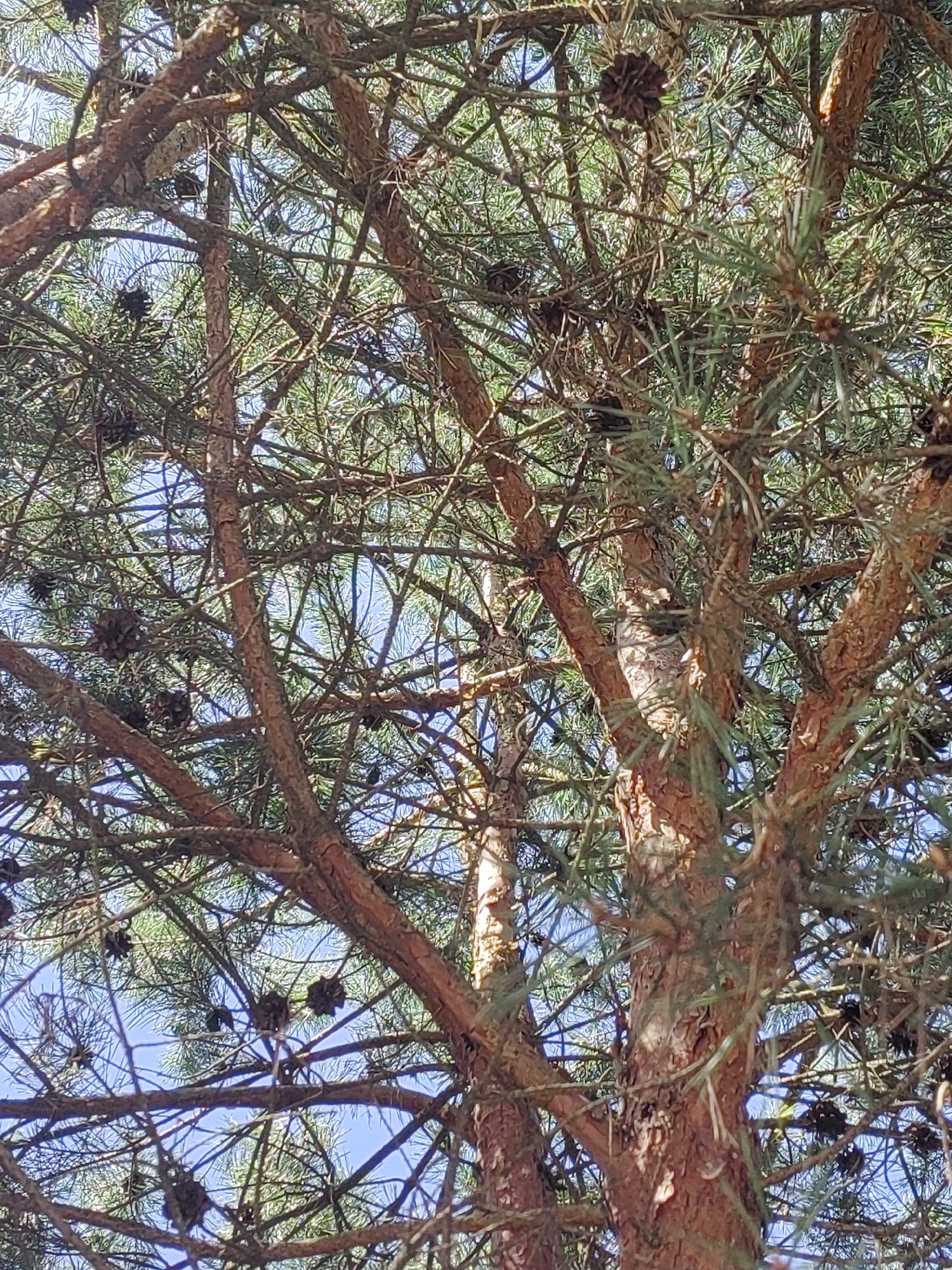 A close-up, downward-facing view of a pine tree's branches and needles against a clear blue sky. Several brown pinecones are visible amongst the dense greenery. The bark of the main trunk and branches is rough and reddish-brown. Sunlight filters through the foliage, creating shadows and highlights. The scene appears to be outdoors in a natural setting.