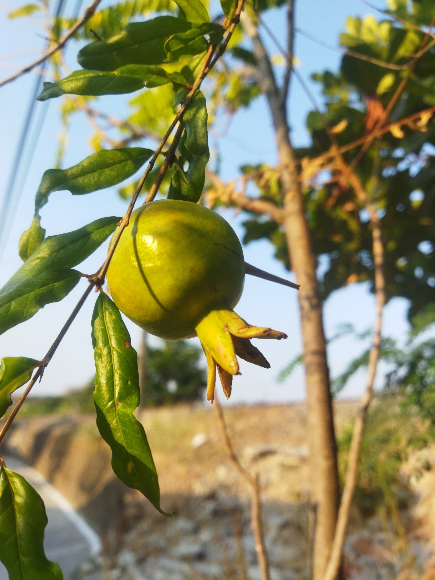 A close-up, low-angle shot captures an unripe, green pomegranate hanging from a branch. The fruit is round with a slight indentation at the bottom, where its calyx, with its pointed lobes, is visible. Several green, ovate leaves with a slight sheen surround the fruit and branch, some showing minor imperfections. The background is a blurred landscape with a bright blue sky overhead. In the distance, a dirt embankment and a white line, possibly a road, are discernible. A tree trunk with rough bark is also visible in the mid-ground. The overall lighting suggests a bright, sunny day. The location is identified as Wonogiri, Indonesia.