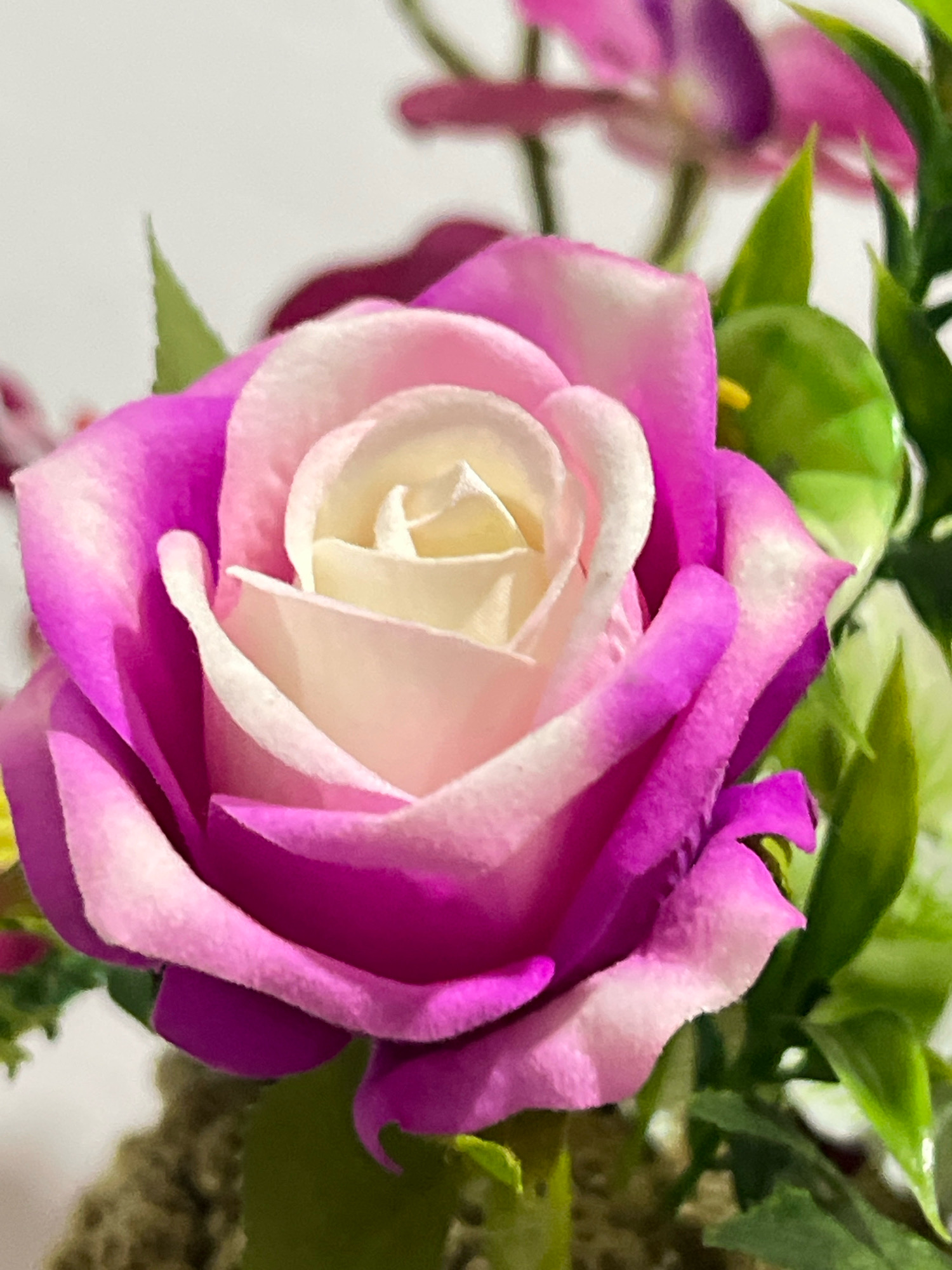 A close-up, eye-level shot captures a vibrant, artificial pink and white rose. The rose is the central subject, with its petals unfurling in a spiral pattern. The outer petals are a deep fuchsia, fading to a soft pink and then to a creamy white towards the center. Green leaves and hints of other pink flowers are visible in the blurred background. The lighting is soft and diffused, highlighting the texture of the petals. The scene is a still life, with no discernible human presence or activity. The environment appears to be indoors, possibly a decorative arrangement or part of an artificial floral display. The image is a photograph and not a live scene. There is no information in the image to indicate a specific location within Denpasar, Indonesia.