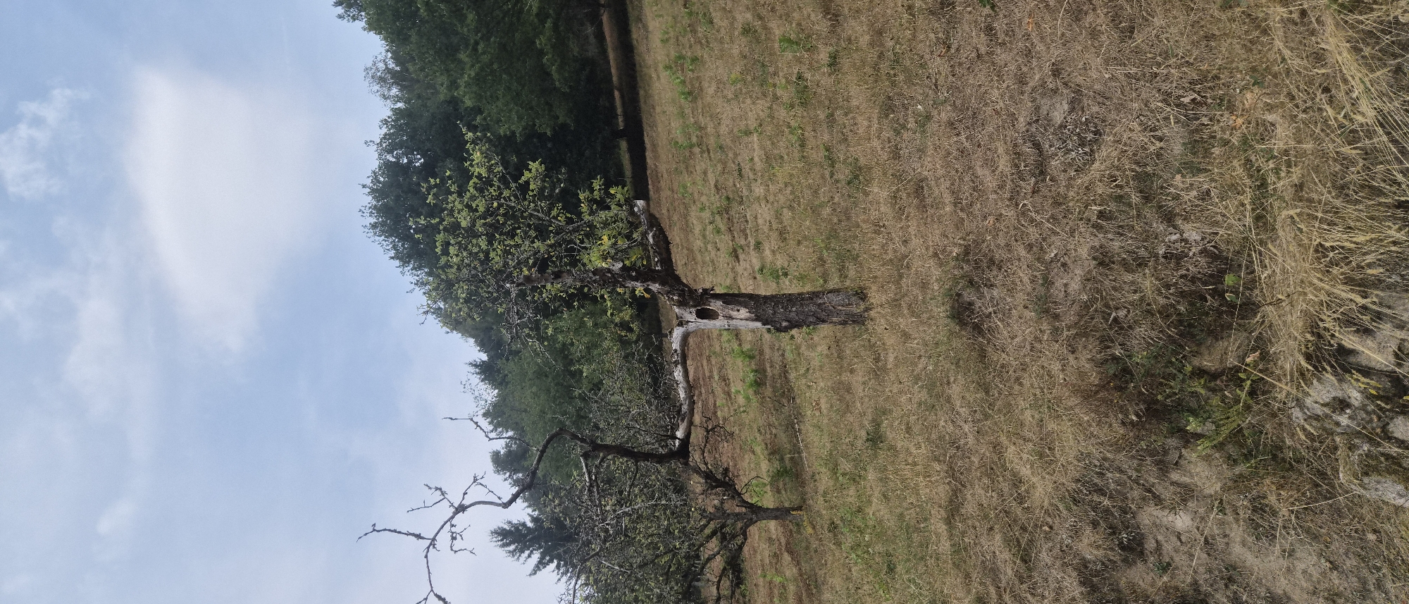 This is a vertical, eye-level, medium shot photograph of a grassy hillside with two sparsely leaved, gnarled trees in the foreground. The tree on the right is older and has a split trunk with a dark, hollowed-out section. The tree on the left appears younger and is more densely branched. The hillside is covered in dry, golden-brown grass with scattered green patches. In the background, a dense line of dark green trees forms the crest of the hill. The sky above is a pale blue with scattered, wispy white clouds. The image appears to be taken in the city of Forbach, Germany, based on context provided. There are no people or animals visible in the scene.