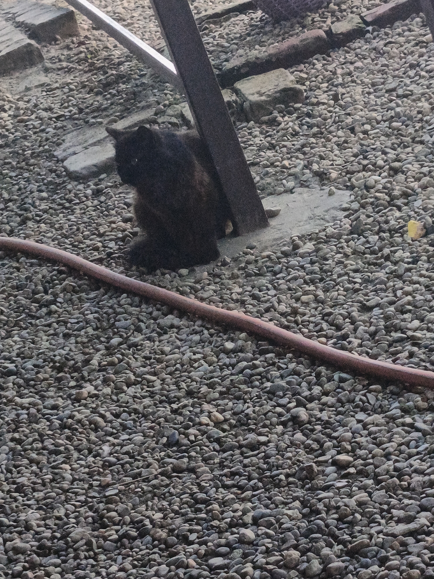A dark, fluffy cat is the primary subject of this image. The cat is sitting on a surface covered in small, gray pebbles. Behind the cat, a vertical metal post emerges from a patch of concrete, also surrounded by pebbles. To the left of the post, a portion of a light-colored, angled beam or pipe is visible. A reddish-brown hose or pipe runs horizontally across the lower part of the frame, also resting on the pebbled ground.
The cat appears to be observing something to its left, with one eye clearly visible and reflecting light. Its fur is dark, with some reddish-brown undertones, suggesting it might be a tortoiseshell or calico cat. The cat is in a relaxed, seated position.
The scene appears to be outdoors, possibly in a yard or an industrial area, given the presence of concrete, metal structures, and the pebbled ground. The lighting suggests it might be daytime, though the overcast or diffused light could indicate an overcast sky or shade. There is no visible text in the image. The overall mood is neutral, focusing on the cat in its environment.
