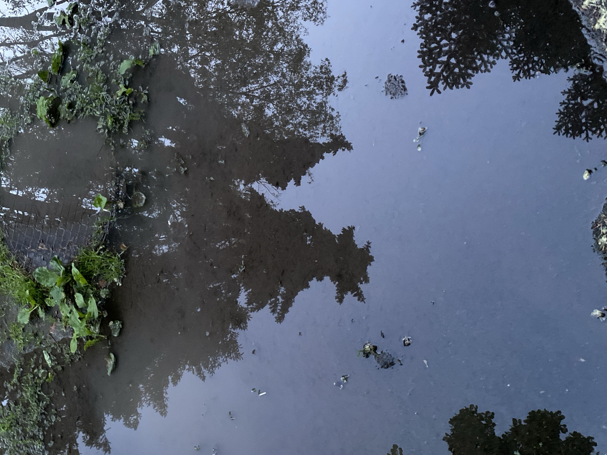 The image depicts a puddle in Poltava, Ukraine. The water reflects trees and sky, creating a mirrored effect. The edges of the puddle are lined with grass and other vegetation, some of which grow through a metal grate. Several small floating objects are visible within the water. The lighting suggests an overcast day.