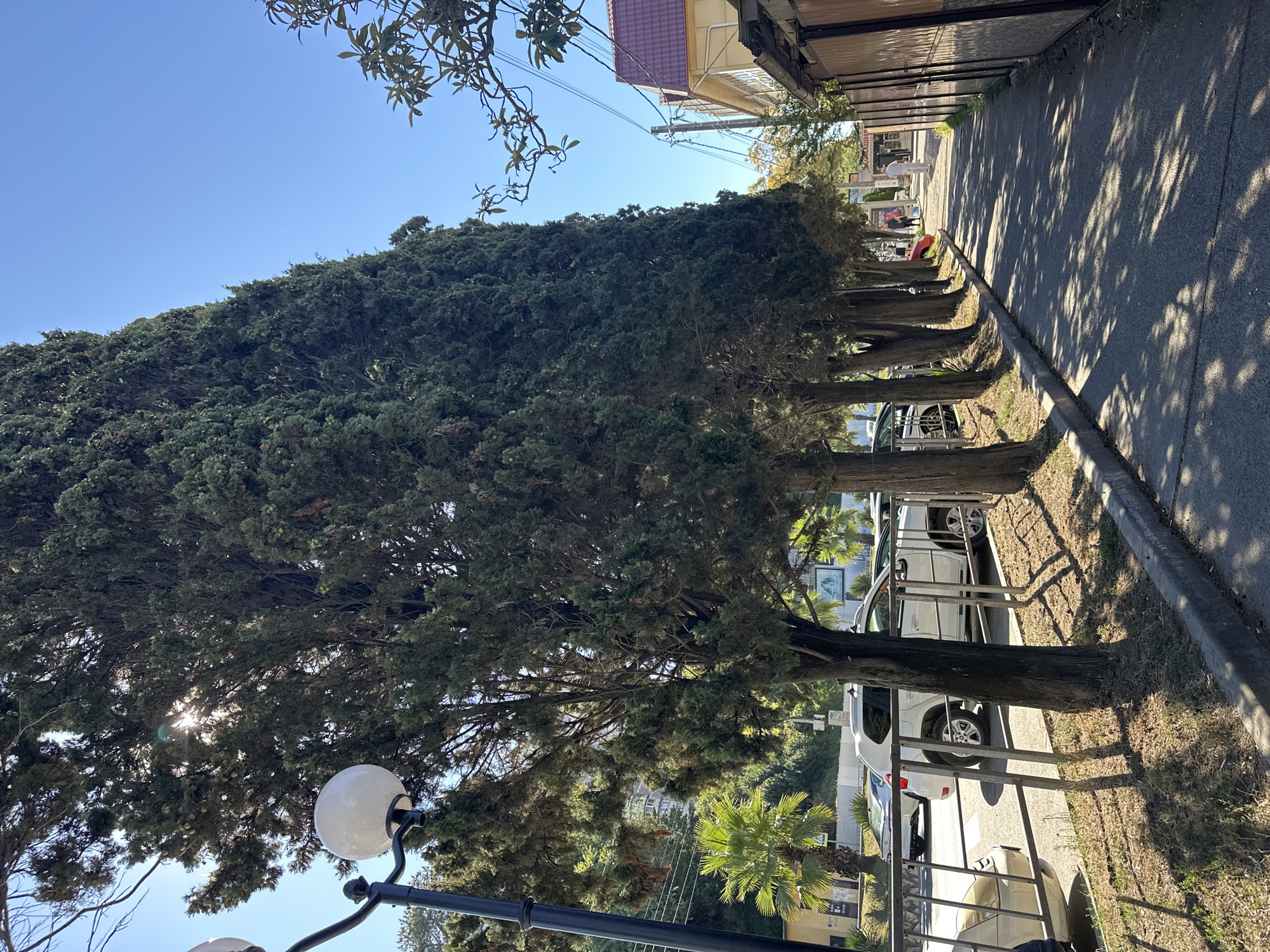 The image depicts a street scene in Sochi, Russia, likely during daytime. The foreground is dominated by a row of tall, dark green cypress trees lining a paved sidewalk. Sunlight filters through the trees, casting dappled shadows on the ground. A street lamp with a white globe is visible on the left, with its dark pole extending upwards.
To the left of the sidewalk, a metal fence separates the street from a parked area. Several cars are visible, including a white SUV with its rear facing the camera and a portion of a lighter-colored car in the foreground. Beyond the fence, palm trees and other vegetation can be seen.
Further down the street, on the right side, are buildings. One building features a red-tiled roof and a light-colored facade with windows. Another structure, further down, appears to be a commercial establishment with signage. A wooden fence runs along the right edge of the sidewalk.
Two people are walking away from the camera on the sidewalk in the distance, one wearing light-colored clothing and the other appearing to be in white attire. The sky is clear and blue. The overall impression is of a sunny day on a street lined with mature trees and typical urban infrastructure.