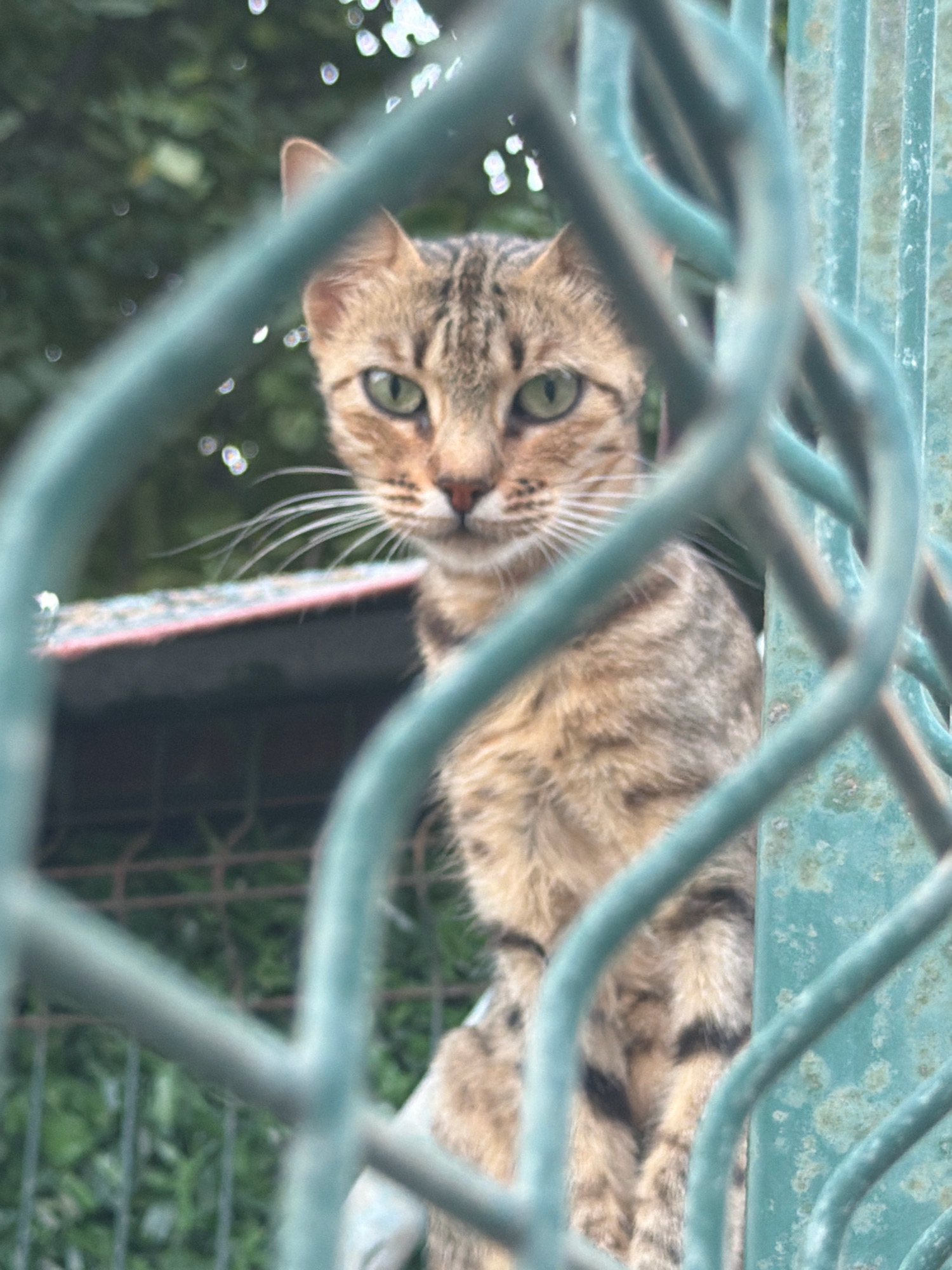 An indoor/outdoor domestic cat with tabby markings is positioned behind a turquoise metal fence. The cat is looking directly at the camera with green eyes and has prominent whiskers. Its fur displays a pattern of brown, black, and tan stripes. The background is blurred, showing green foliage and a glimpse of a building's roof with a red edge, suggesting an urban or suburban environment. The fence, which is a dominant element in the foreground, has a slightly weathered appearance. The image appears to be taken in Antalya, Turkey, based on the contextual information.