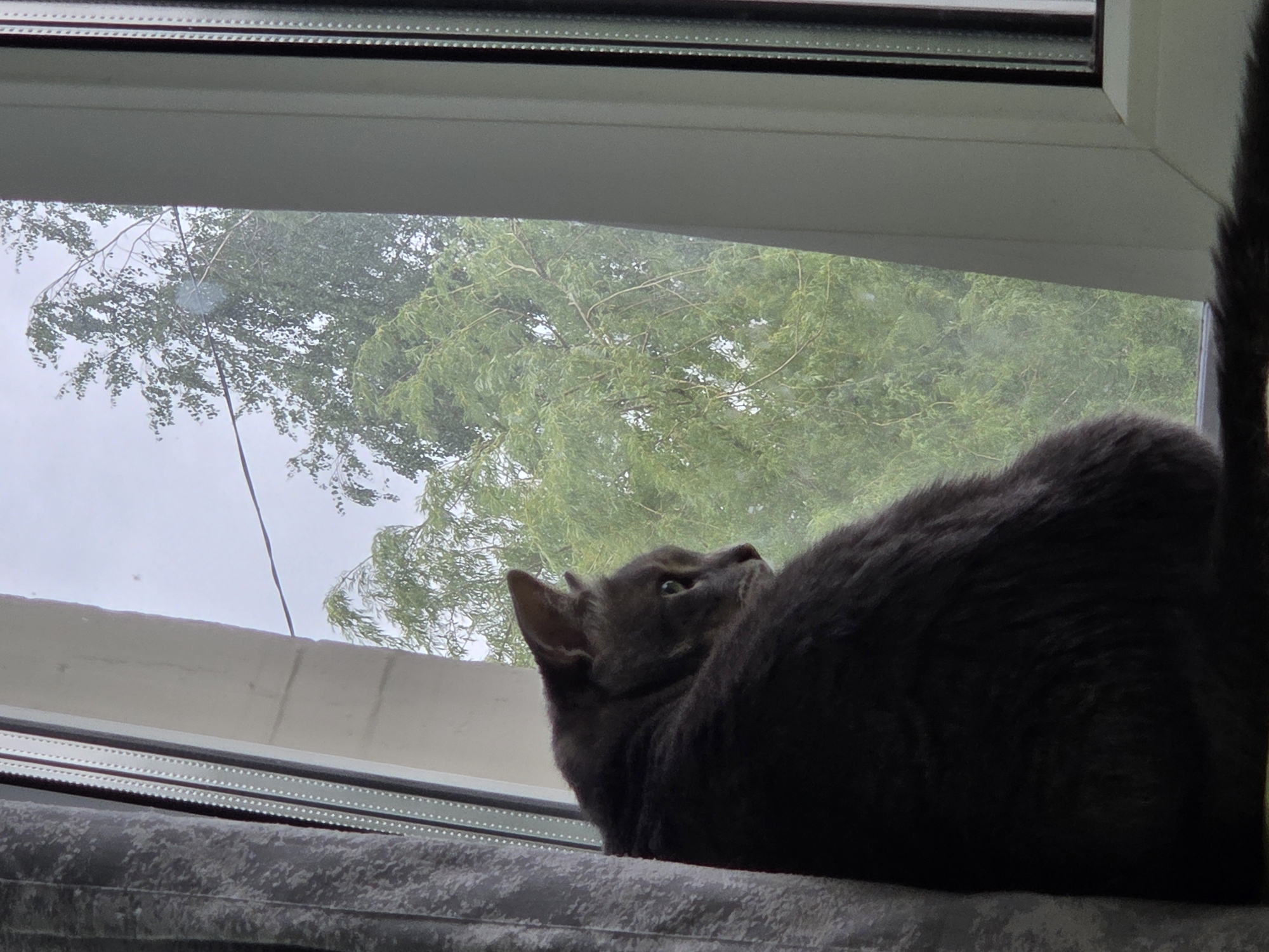 A gray cat sits on a window sill, looking out a window at a green tree. The sky outside is overcast.