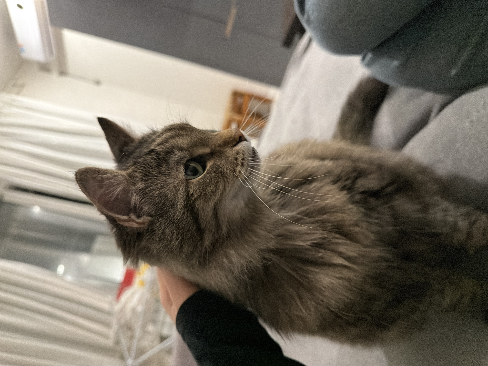 A tabby cat is lying on a gray fabric surface, possibly a couch or bed, and is being petted by a person wearing a black sleeve. The cat has gray, brown, and black fur, with long white whiskers. The cat's head is turned upwards, and one ear is visible. The background includes white blinds, a white wall-mounted air conditioning unit, and a blurred bookcase. The location is likely Засечное, Russia.