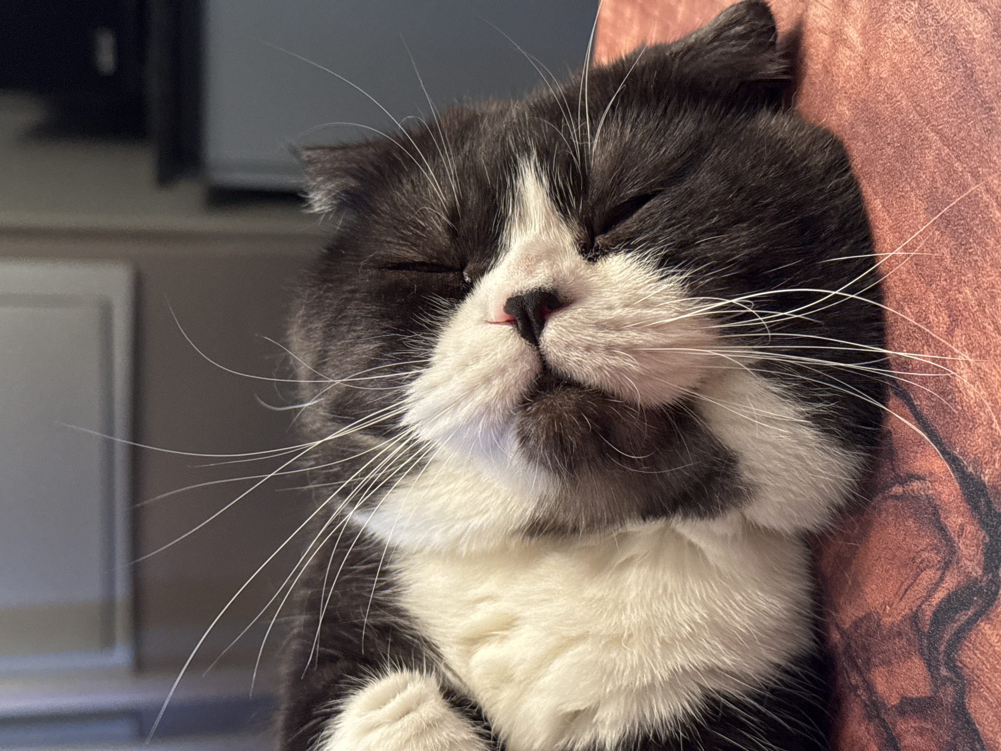 A black and white cat sleeps on a red surface. The cat's eyes are closed, and its face is tilted upwards. The cat's fur is short and soft. The red surface appears to be a table or desk. The background is blurred and out of focus, but appears to be an indoor setting with some furniture. The image is a close-up shot of the cat's face. There are no people visible in the image.