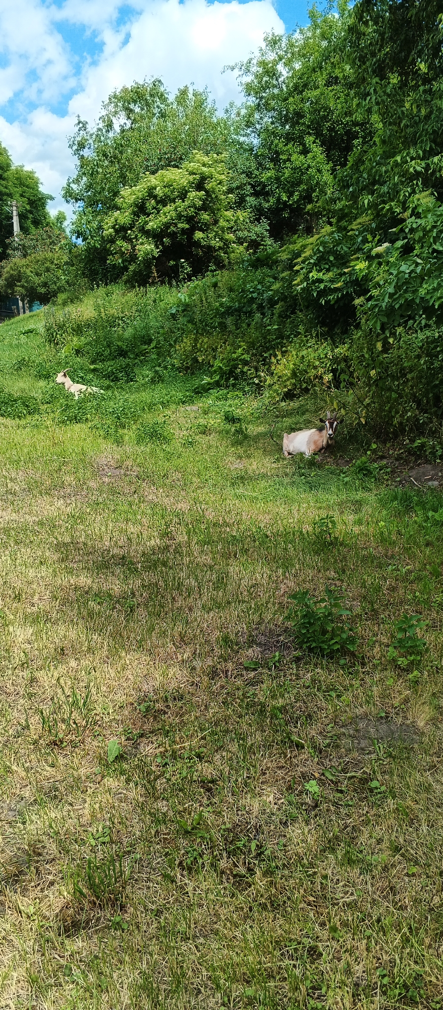 In Ternivka, Ukraine, two goats are resting in a grassy area adjacent to a densely wooded section of trees. The ground is covered in green and dry grass, with some patches of bare earth visible. The goat on the left is lying down with its head raised, facing left. The goat on the right is also lying down, facing forward, with its head turned to the right, looking towards the camera. Both goats appear relaxed. The background consists of a slope covered in thick green vegetation and trees, under a partially cloudy blue sky.