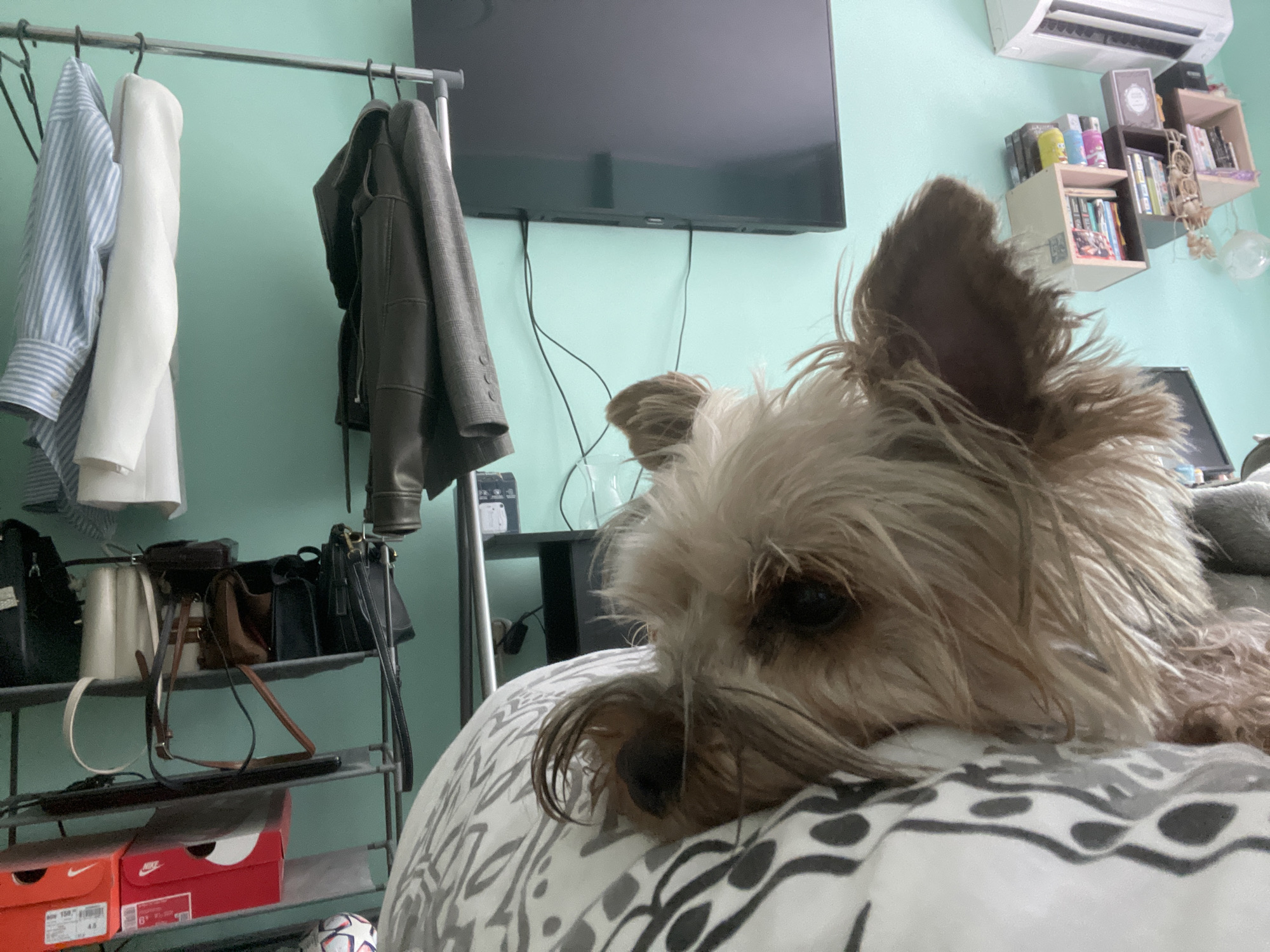 A medium shot captures a Yorkshire Terrier resting on a patterned blanket, its face turned towards the camera, with its nose and eyes prominently displayed. The dog's fur is a mix of light brown and white, with a longer strand falling across its face. The background is a softly lit room with a mint green wall. To the left, a clothing rack holds several garments, including a striped shirt, a white sweater, and a dark jacket. A multi-tiered shelf unit below the rack is laden with handbags of various sizes and colors. On the lower shelves, two red Nike shoeboxes are visible, and a soccer ball rests on the floor to the right of the boxes. Above the clothing rack, a large flat-screen television is mounted on the wall. To the right of the television, an air conditioning unit is installed high on the wall, and a small shelf unit with books and decorative items is also present. The lighting is ambient and slightly warm.
