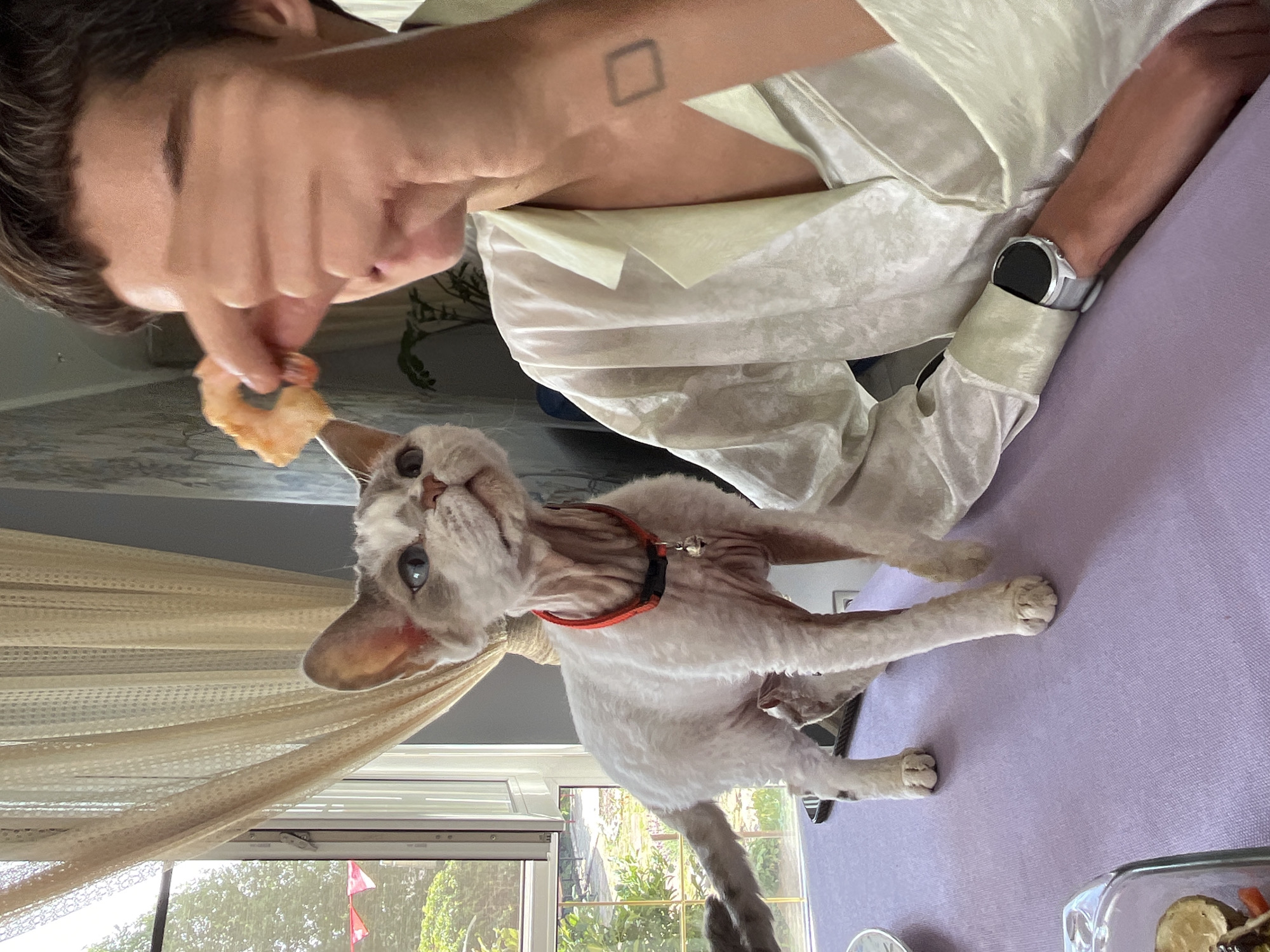 A person, their face obscured by a hand holding a shrimp, is seated at a table covered with a lilac tablecloth. They are wearing a cream-colored pajama-like shirt and a wristwatch. Beside them, a Sphynx cat with white and grey fur, wearing an orange collar with a bell, stands on the table, looking up towards the shrimp. The background shows a window with sheer curtains, through which greenery is visible, suggesting an outdoor setting. The scene appears to be indoors, in a residential environment, potentially in the city of Veljaminovo, Russia.