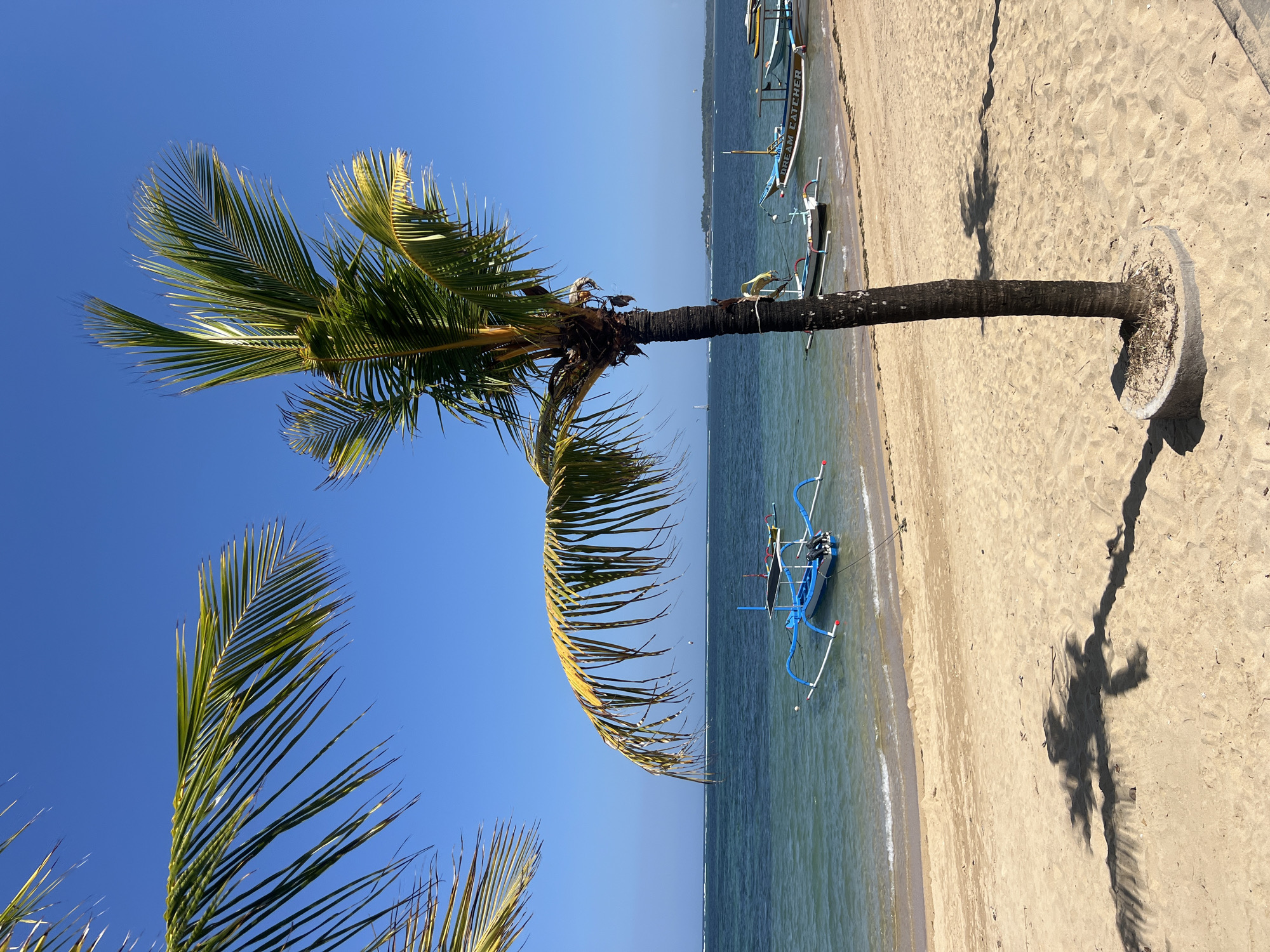 A vertical, eye-level, medium shot captures a tropical beach scene on a clear, sunny day. In the foreground, a single, slender palm tree stands to the right, its fronds casting a distinct shadow on the light brown sand. The sand slopes gently towards the calm, turquoise ocean, where a few traditional outrigger boats are visible, some bobbing in the shallow water near the shore, others further out. One blue and white boat in the middle ground has "DREAM CATCHER" written on its side. The ocean stretches to the horizon, meeting a pale blue sky with no clouds. The scene evokes a peaceful, tropical atmosphere, likely located in Denpasar, Indonesia, known for its beautiful beaches.