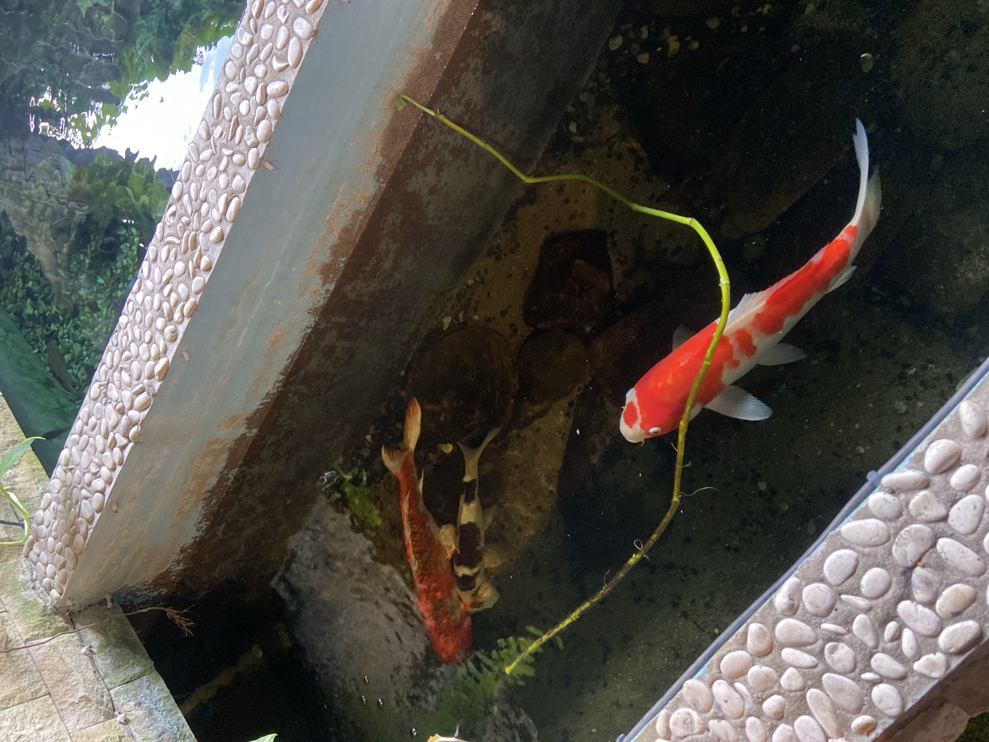 In Rengat, Indonesia, this image captures a Koi pond, likely an ornamental feature. The pond is framed by textured walls, one with a decorative border of small, smooth stones, and another with visible brickwork. The water is murky, with a few submerged rocks visible on the pond floor. Two Koi fish are the primary subjects: one a vibrant orange and white, the other a striking black and white pattern. A thin, green aquatic plant extends into the water, a vibrant contrast against the darker tones of the pond. The overall impression is of a serene, naturalistic setting, possibly in a garden or a public space within Rengat.