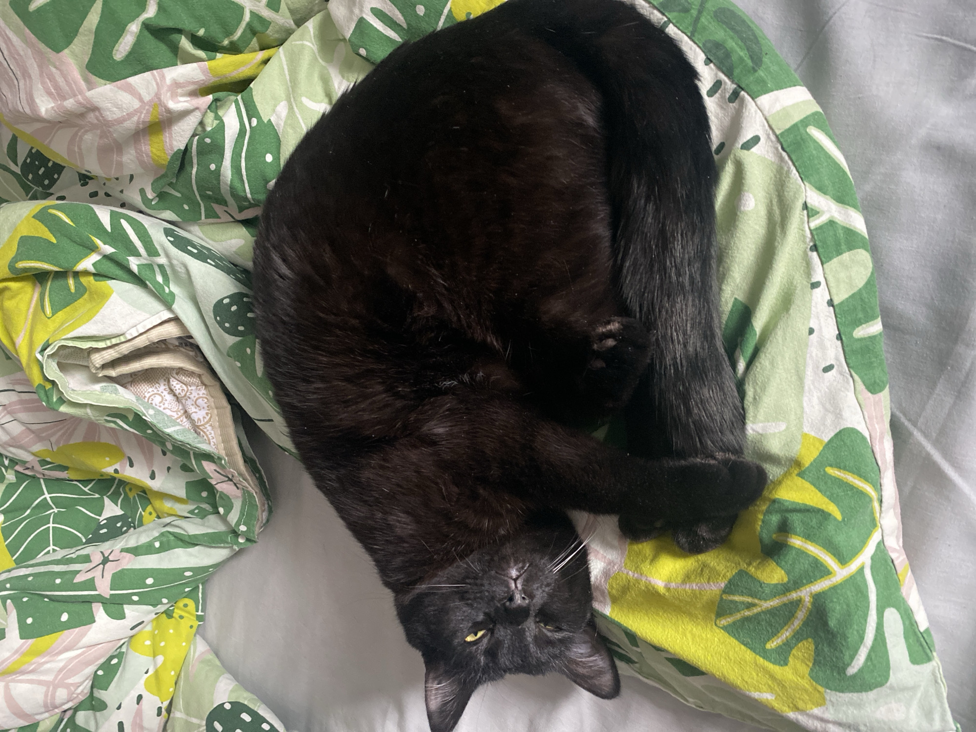 A black cat is lying on a bed with a green and white leaf-patterned duvet cover. The cat is positioned upside down, with its head near the bottom of the frame and its body curved into a U shape. The cat's tail is curled along its back. The cat's eyes are slightly open, and its whiskers are visible. To the left of the frame, there are folded clothes or bedding on the bed. The environment appears to be indoors, possibly a bedroom. There is no indication of the location being Izhevsk, Russia, within the image.