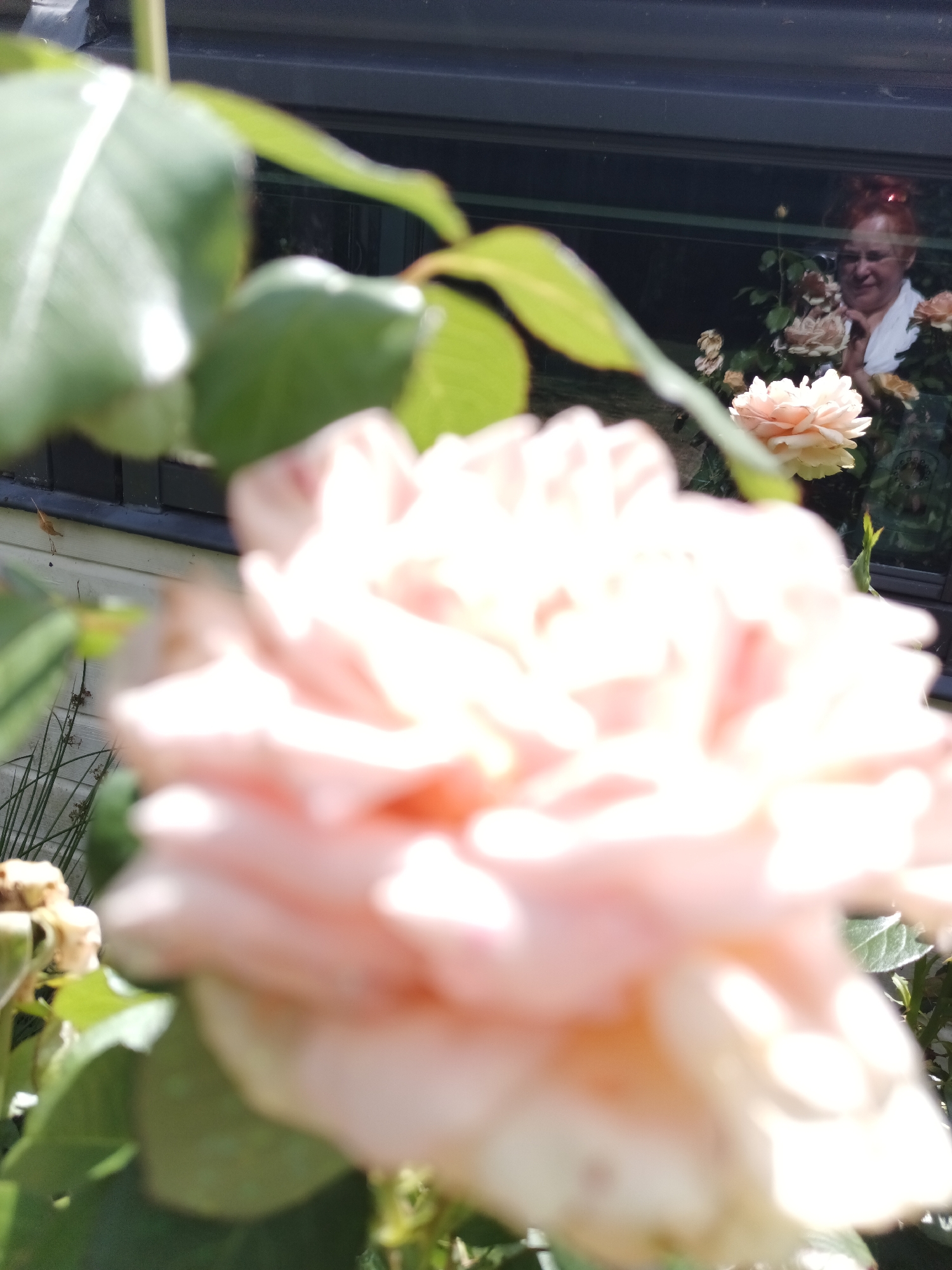The image shows a close-up of a light pink rose in the foreground, with its petals softly blurred. Behind the rose, a woman with red hair is visible through a window, smiling and looking towards the camera. She is wearing a white top and appears to be surrounded by more roses. The scene suggests a garden setting, possibly in Tourneville, France, given the context. The lighting is natural, indicating it is daytime. The focus is primarily on the rose, with the background elements slightly out of focus.