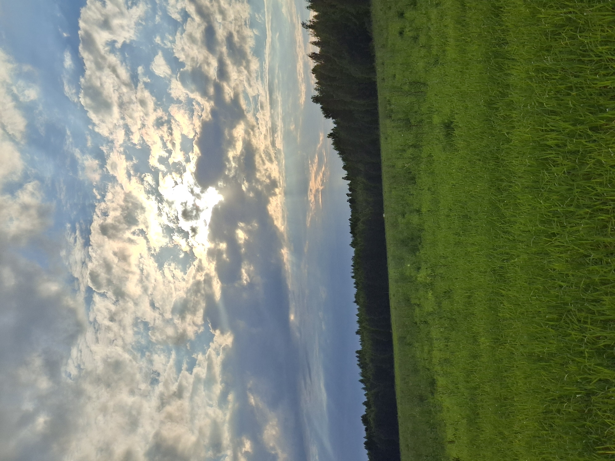 The image depicts a natural landscape under a dramatic sky. In the foreground, a vast expanse of lush green grass stretches into the midground. The grass appears to be a field, possibly agricultural or wild meadow, with some taller stalks interspersed within the shorter blades. In the background, a dense line of dark green trees forms a forest that runs horizontally across the frame. The upper portion of the image is dominated by a dynamic sky filled with clouds. Sunlight streams through breaks in the clouds, creating shafts of light that illuminate portions of the sky and cast a glow on the scene. The clouds themselves vary in color from bright white and yellow where the sun is strongest, to darker grays and blues where they are thicker or in shadow. There are no people, animals, buildings, or man-made objects visible in the image. The scene suggests an outdoor environment, likely rural, at either sunrise or sunset given the lighting conditions and cloud formations. The location is stated to be in the city of Karsha, Russia.