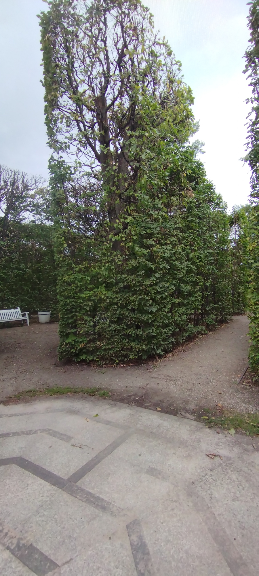 This image depicts a paved pathway winding through a meticulously pruned hedge maze. A white wooden bench is positioned to the left, adjacent to a large white planter. The maze itself is densely green and structured, with a large tree emerging from its center, its branches reaching towards an overcast sky. The pathway is composed of light-colored gravel, with a section in the foreground featuring geometric concrete paving. The overall setting appears to be a public park or garden within the city of Warsaw, Poland, likely a place designed for leisurely strolls and contemplation.