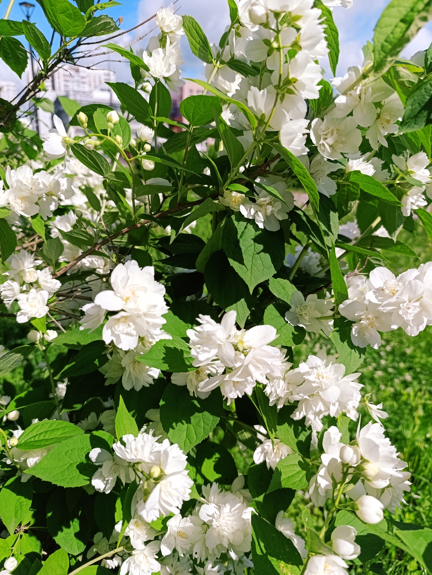 The image is a close-up, eye-level shot of a bush laden with white flowers, possibly jasmine, and green leaves under a bright, partly cloudy sky. The flowers are in various stages of bloom, with some fully open and others as buds. The leaves are vibrant green and some are shadowed by the sunlight. In the background, blurred structures that appear to be buildings are visible, suggesting an urban or suburban setting. The overall impression is one of abundant, healthy plant life bathed in sunlight. The photograph was taken outdoors.