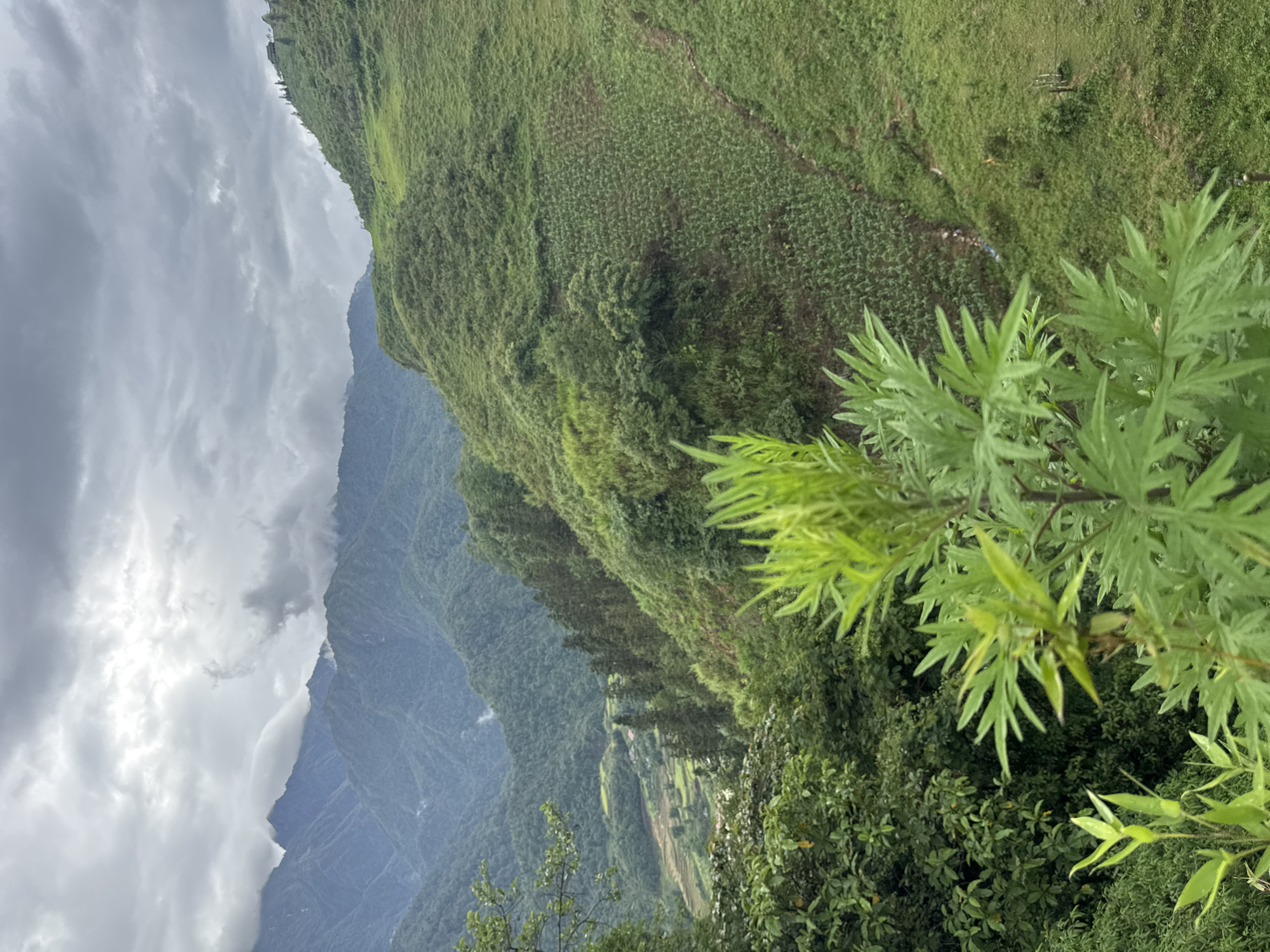 The image shows a landscape view from a high vantage point, likely in or near Cat Cat Village, Vietnam, given the mountainous terrain, lush vegetation, and the presence of cultivated terraced fields on the slopes. The foreground features green foliage, likely from trees or shrubs, partially obscuring the view below. The middle ground consists of a steep hillside covered with dense green vegetation, potentially showing agricultural terraces and a narrow trail. The background reveals a more distant mountain range with muted blue and green tones, partially obscured by overcast skies and clouds. The overall atmosphere suggests a humid, mountainous environment, typical of the region. No people are visible.