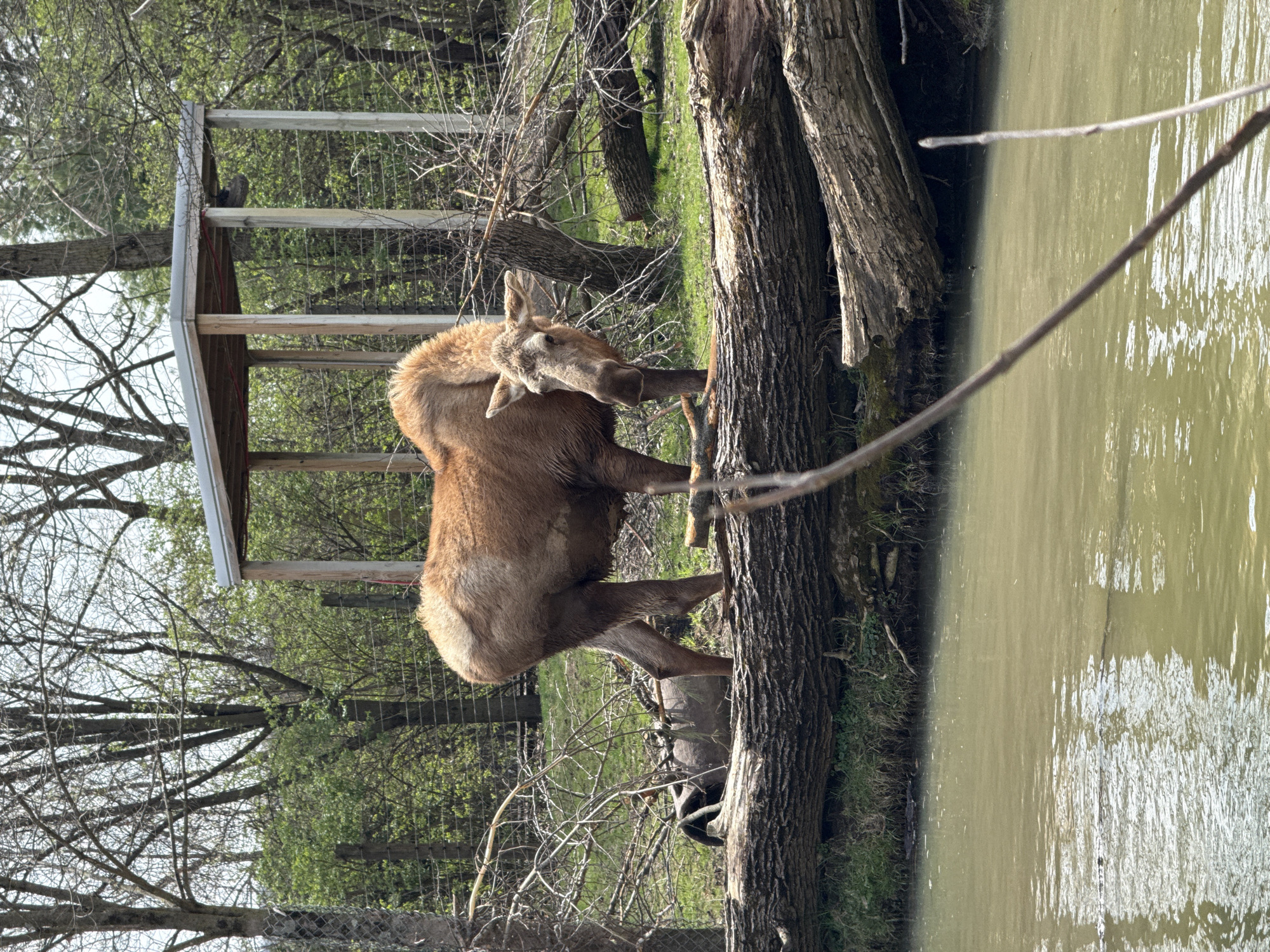 A moose stands in a wooded area next to a body of water at the Columbus Zoo and Aquarium in Powell, Ohio, USA. The animal is light brown and appears to be eating or interacting with a tree. A small wooden structure with a roof is visible in the background, surrounded by bare trees and greenery. The body of water is murky.