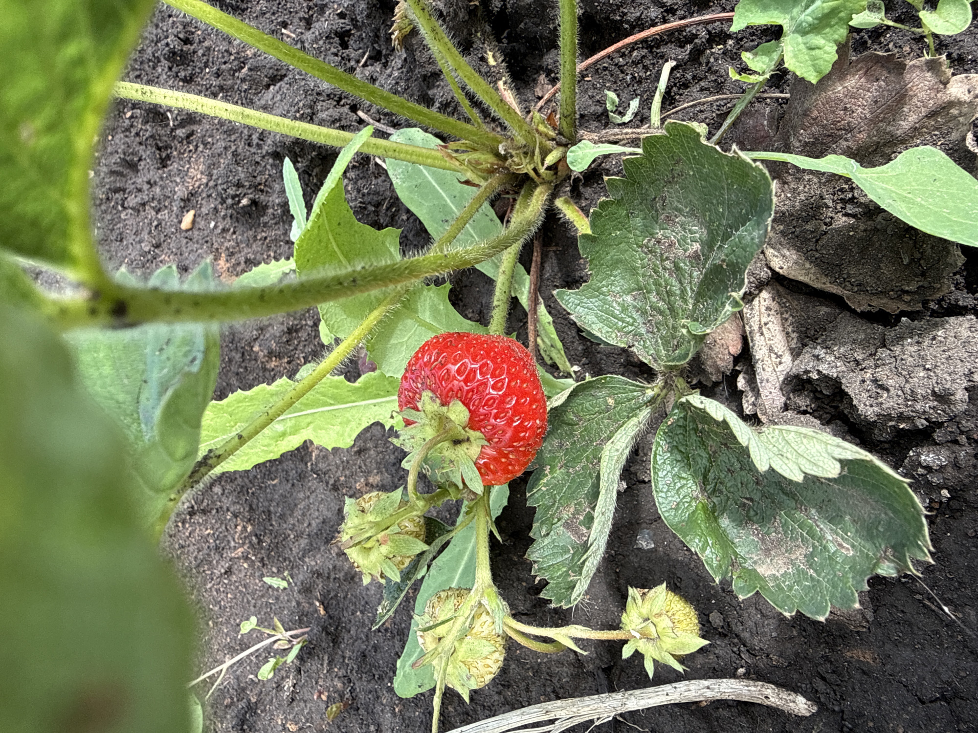 A ripe red strawberry hangs from a plant stem amidst dark soil and green leaves. The plant has multiple stems, some bearing unripe, pale green berries, and several serrated green leaves. The surrounding environment appears to be a garden or outdoor area. The image is a close-up shot, focusing on the strawberry plant.
