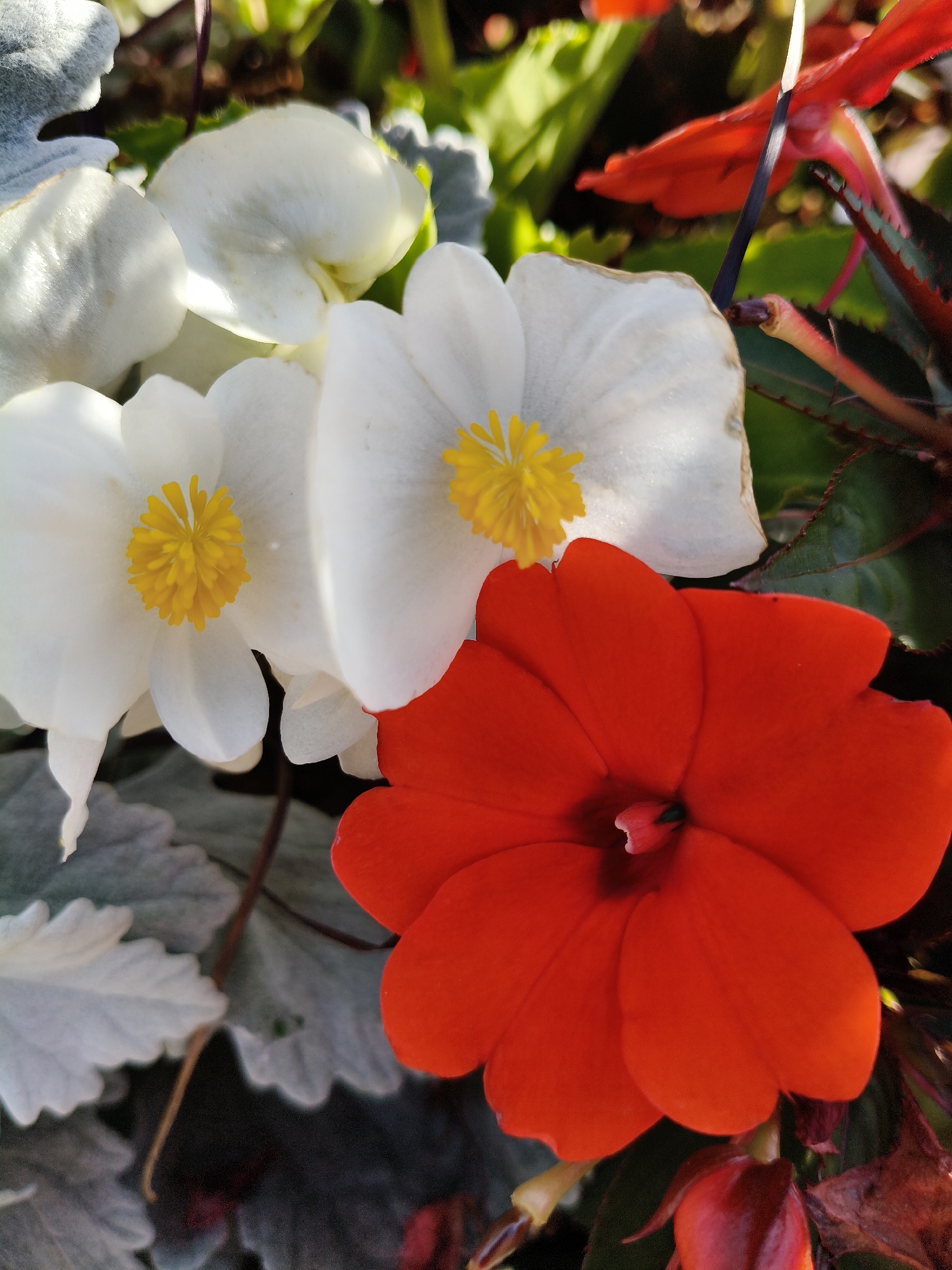 The image is a close-up, overhead view of a cluster of vibrant flowers, primarily white and red, with some silvery-green foliage. Two white flowers with bright yellow centers are prominent in the upper left and center of the frame. To the right and slightly lower, a large, single red flower with five distinct petals dominates the lower portion of the image. The background consists of blurred green leaves and darker shadowy areas. The lighting suggests it is daytime, with sunlight casting bright highlights on the petals. There are no people or animals present. The specific location within Jūrmala, Latvia, cannot be determined from the visual information provided.