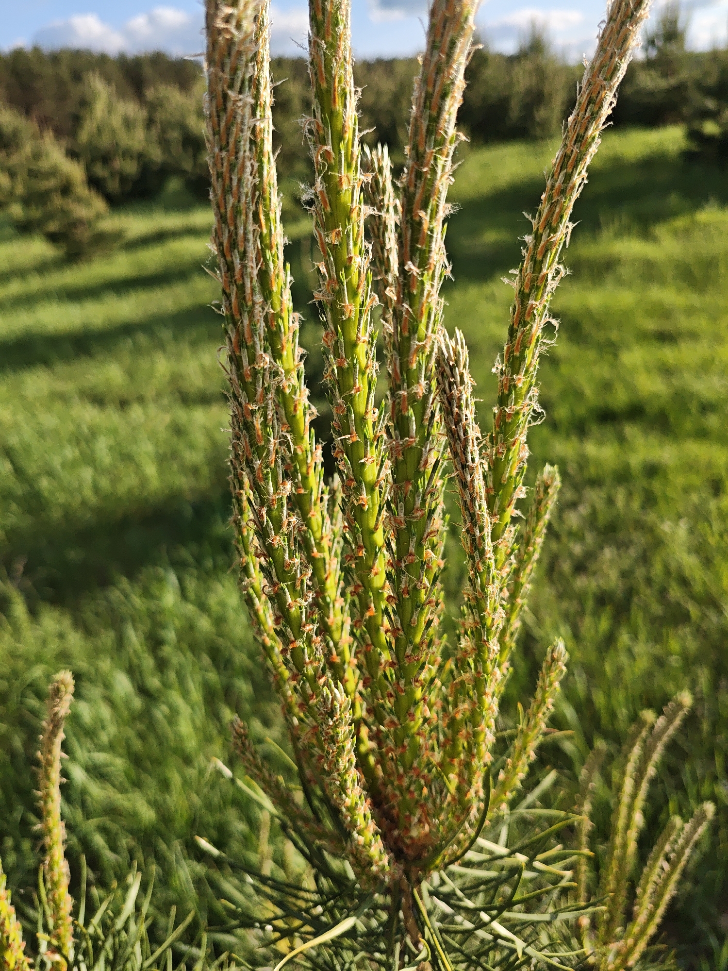 The image shows a close-up of a young pine tree in a field of green grass. The tree has multiple green stems with orange and white detailing. In the background, there is a blurred line of trees and a patch of blue sky. The location is Заречье, Russia.