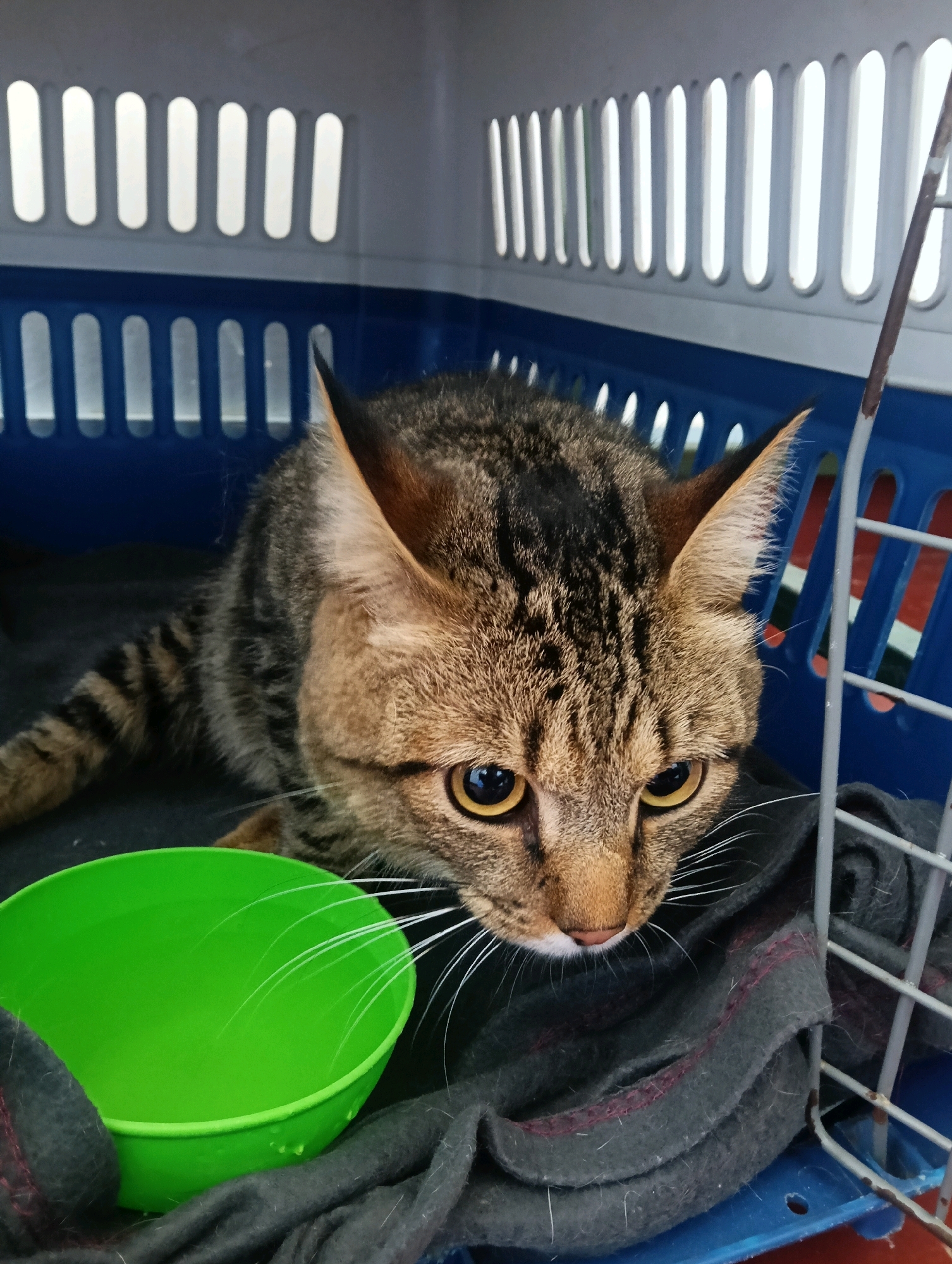 A tabby cat with yellow eyes is in a blue and white plastic pet carrier. The cat is lying down on a dark gray blanket with red trim. Next to the cat is a bright green plastic bowl that contains water. The carrier has ventilation slots along the top and sides. The background of the carrier shows some red and blue stripes. The image appears to have been taken indoors, possibly in a home or veterinary clinic setting. No specific location in Nairobi, Kenya can be identified from the image itself.