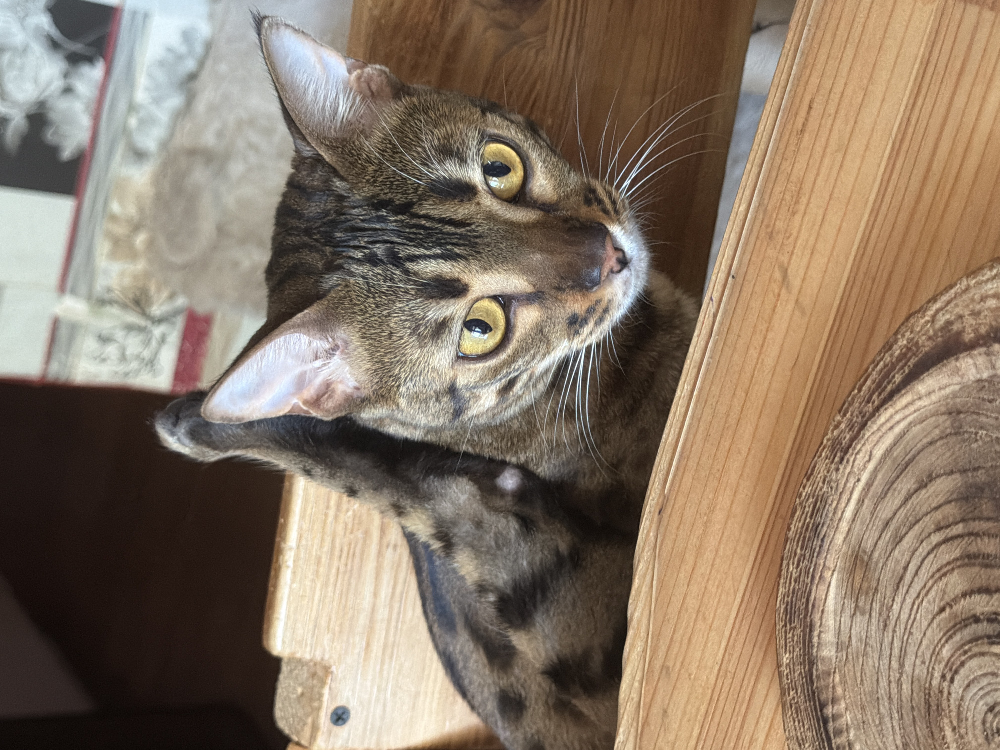 A Bengal cat with yellow eyes and distinctive spotted fur is perched in a wooden structure. The cat is looking directly at the camera with its tail raised. The wooden structure appears to be part of a piece of furniture or a pet accessory. The background is blurred but suggests an indoor environment with some soft furnishings. The image was captured in Dnipro, Ukraine.
