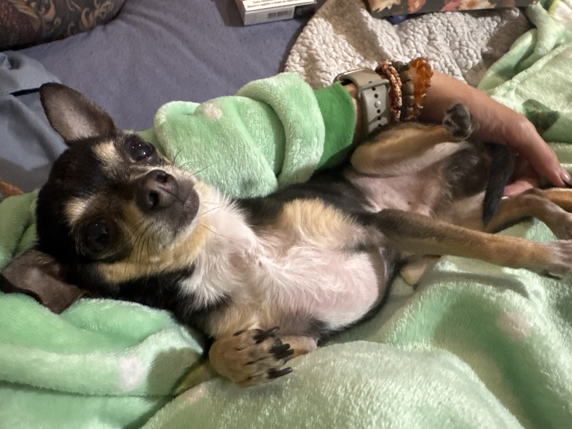 A small, black, tan, and white Chihuahua is lying on its back on a light green, fluffy blanket. The dog's paws are curled up near its chest. A person's arm, wearing a green fuzzy sleeve, a silver smartwatch, and several beaded bracelets, rests near the dog. The background includes a blue blanket and a box of cigarettes. The location is not identifiable as Sofia, Bulgaria, from the image.