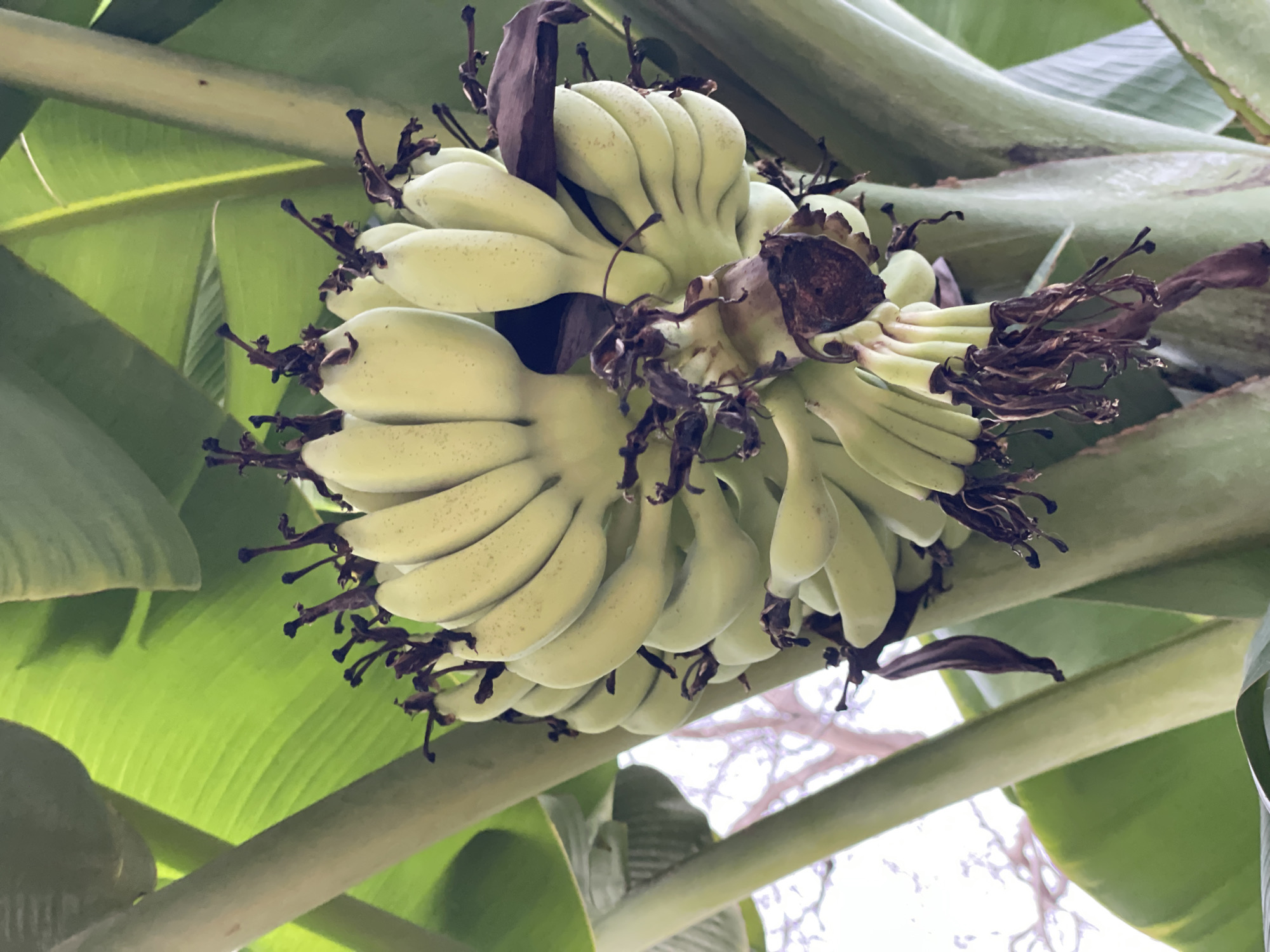 A bunch of unripe green bananas hangs from a banana tree, surrounded by large green leaves. The bananas are clustered tightly together, with some dried brown husks and remnants of flowers visible at the base of the bunch. The image is taken from a low angle, looking up at the bananas and the foliage. The background is out of focus, showing a hint of branches from another tree against a bright sky. The scene appears to be in an outdoor environment, likely a garden or park in Pattaya City, Thailand. There are no people or animals visible in the image.