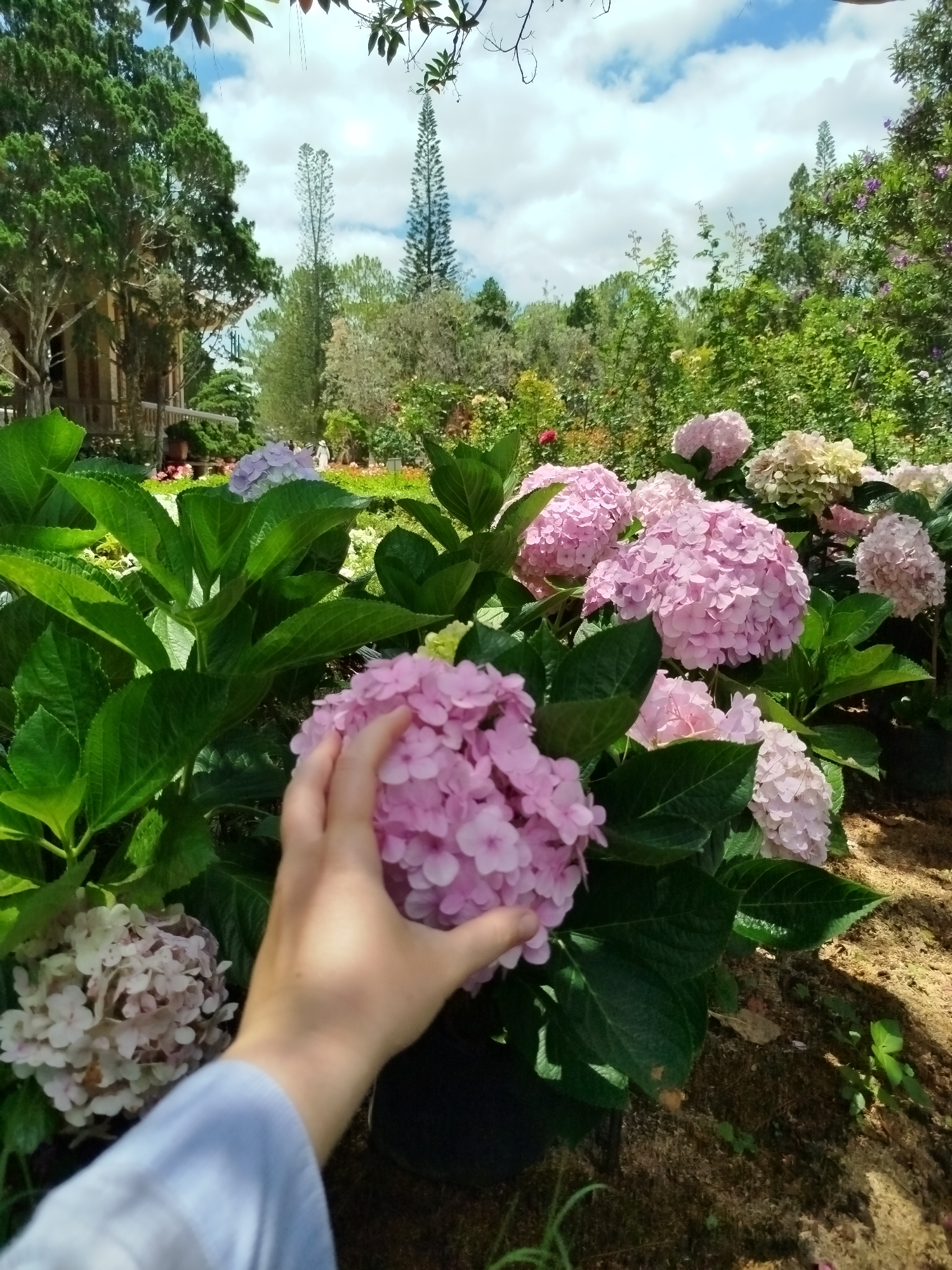 A medium-angle shot shows a person's hand touching a pink hydrangea in a garden in Da Lat, Vietnam. The person is wearing a light blue garment, and their hand is reaching towards a large, round cluster of pink hydrangeas. Other hydrangeas of varying shades of pink and white are visible in the background. The hydrangeas are planted in pots set in mulch, and are surrounded by large, green leaves. The background includes trees, other plants, and buildings. The sky is blue with white clouds.