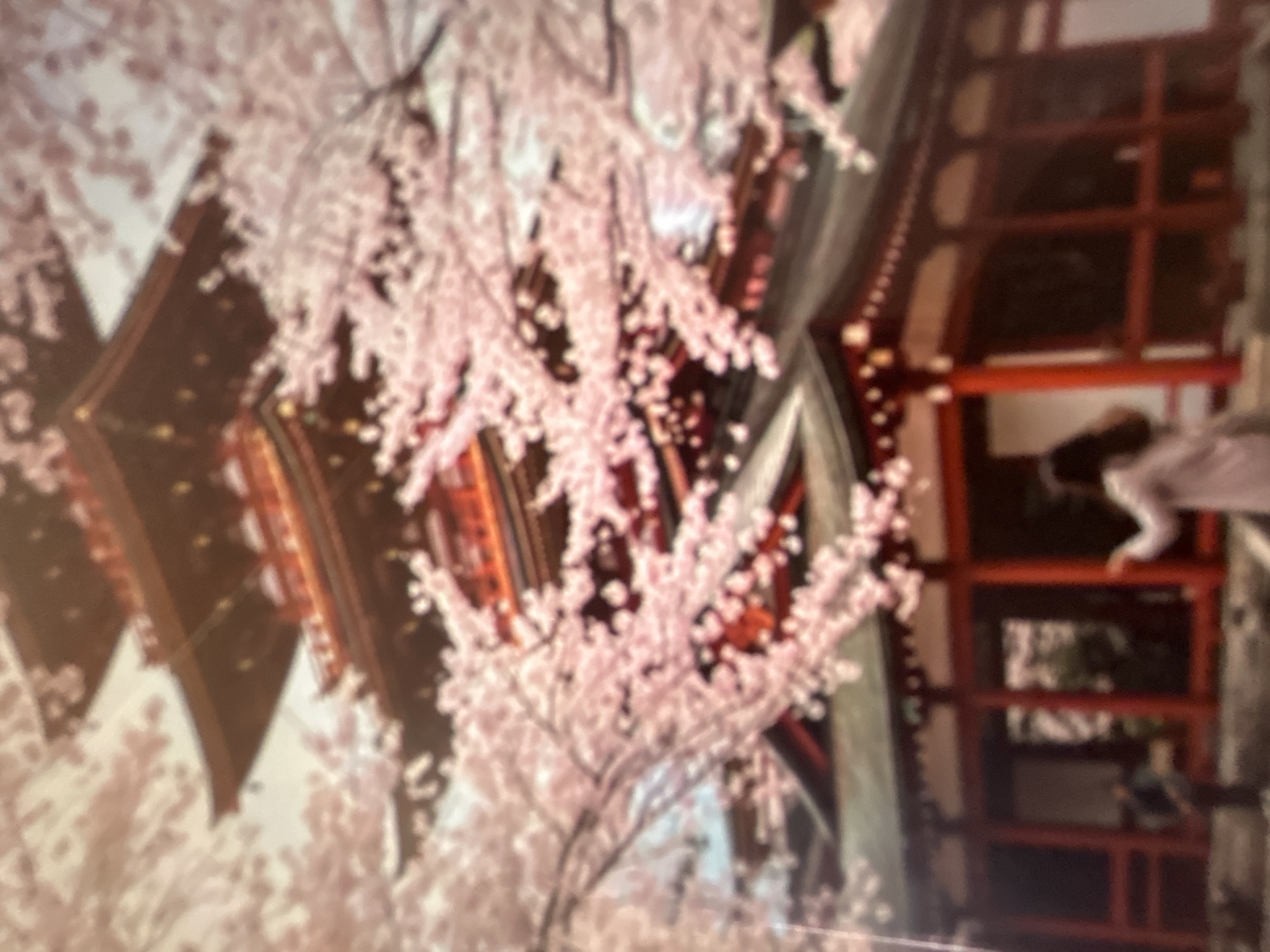 The image depicts a traditional Japanese pagoda-style temple surrounded by blooming cherry blossom trees. The pagoda has multiple tiers with curved roofs and is painted in red and dark brown hues. The cherry blossoms are a vibrant pink, creating a soft, blurred effect in the foreground and midground, partially obscuring the temple architecture. In the lower part of the image, there is a two-story building with red pillars and dark eaves, also partially covered by the blossoms. Two indistinct figures are visible. One figure on the left appears to be wearing dark clothing, possibly standing near the temple. Another figure on the right is wearing a light-colored, possibly pink or white, outfit and is facing away from the camera, with their arms slightly raised. The overall atmosphere is serene and picturesque, characteristic of springtime in Japan. This image is not located in Gelendzhik, Russia.