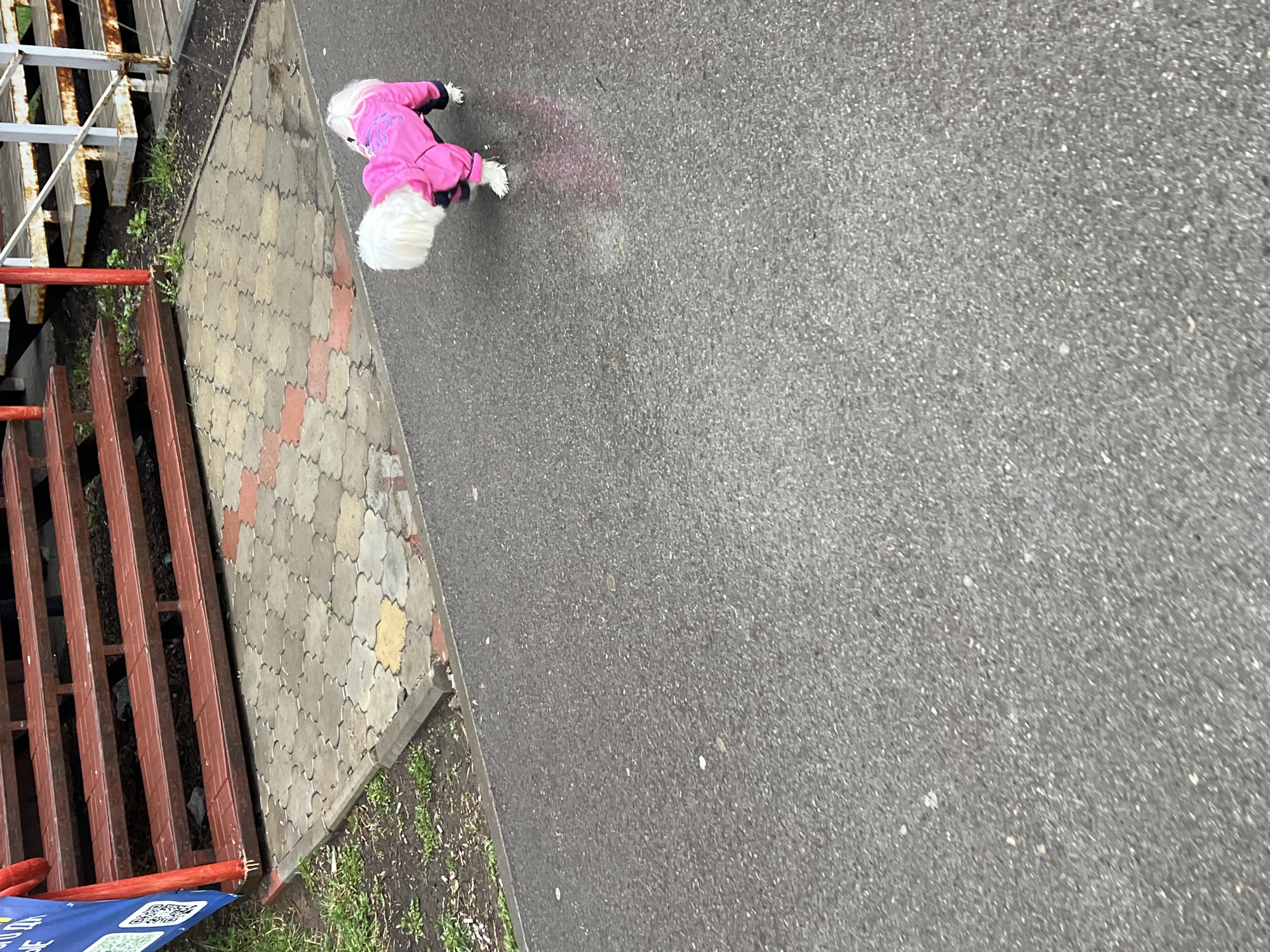 A small, white dog wearing a pink jacket is walking on a grey asphalt sidewalk. The dog is facing away from the camera. To the left of the sidewalk is a paved area with multi-colored interlocking bricks. Next to the paved area is a red and white metal grate. The scene appears to be outdoors, likely in an urban area. Based on information embedded in the image metadata, the location is Perm, Russia.