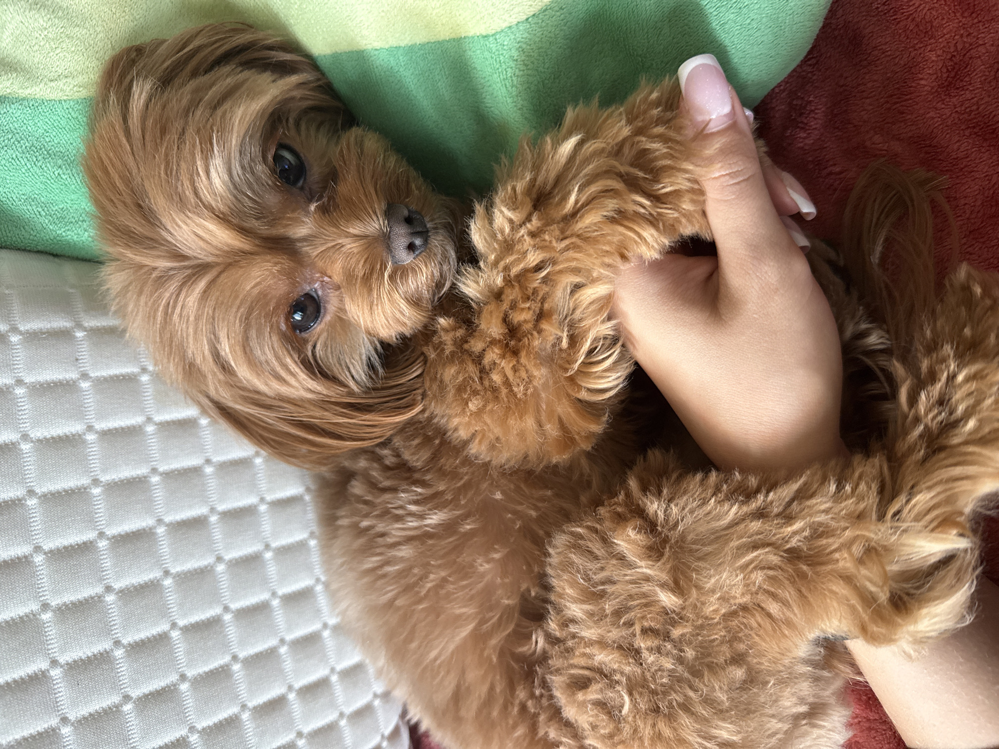 A small, light brown dog with curly fur is lying on a red blanket next to a green and light green striped pillow. A person's hand, with a French manicure, is gently holding the dog's paw. The dog is looking towards the camera with dark eyes. In the background, a white quilted pillow is visible. There is no indication of the location being Prague, Czechia.