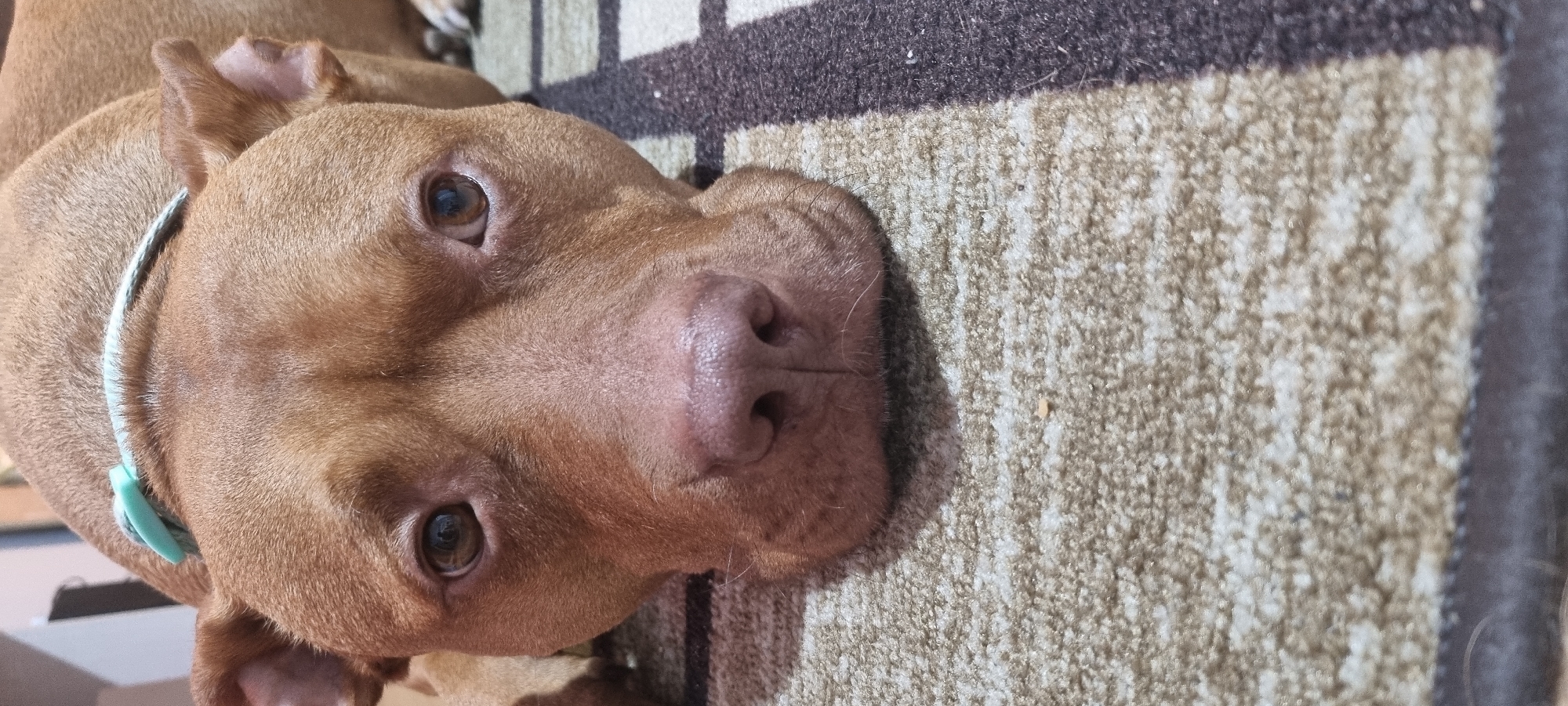 A close-up, horizontally oriented shot features a brown pit bull-type dog laying on a patterned rug. The dog's head dominates the frame, tilted towards the viewer. Its eyes are open, and it has a light blue collar around its neck. The rug is a mix of light and dark brown patterns. The location and city are unknown.