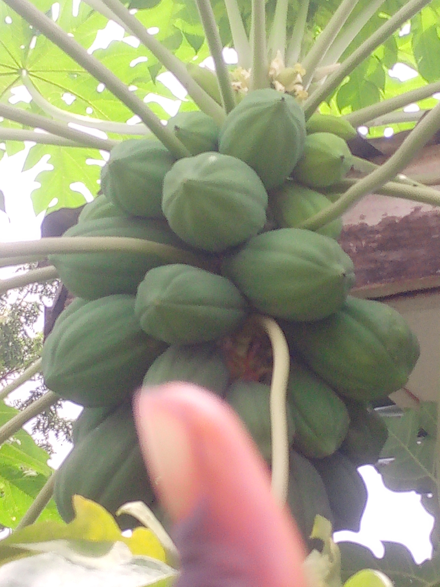 The image shows a close-up, slightly blurry view of a cluster of green papayas growing on a tree. The papayas are of various sizes and are arranged in a dense group, supported by thick, light-colored stems. Several large, green leaves are visible in the background, some with irregular holes. The lighting suggests an outdoor setting, possibly during the day, with some sunlight filtering through the leaves. The image composition is focused on the papayas, with a portion of a finger and thumb in the foreground, partially obscuring some of the fruit. The background includes a textured surface, possibly a wall, and hints of foliage. The context of Adankolo, Nigeria, implies this scene is likely part of a domestic or communal garden, typical of the region.