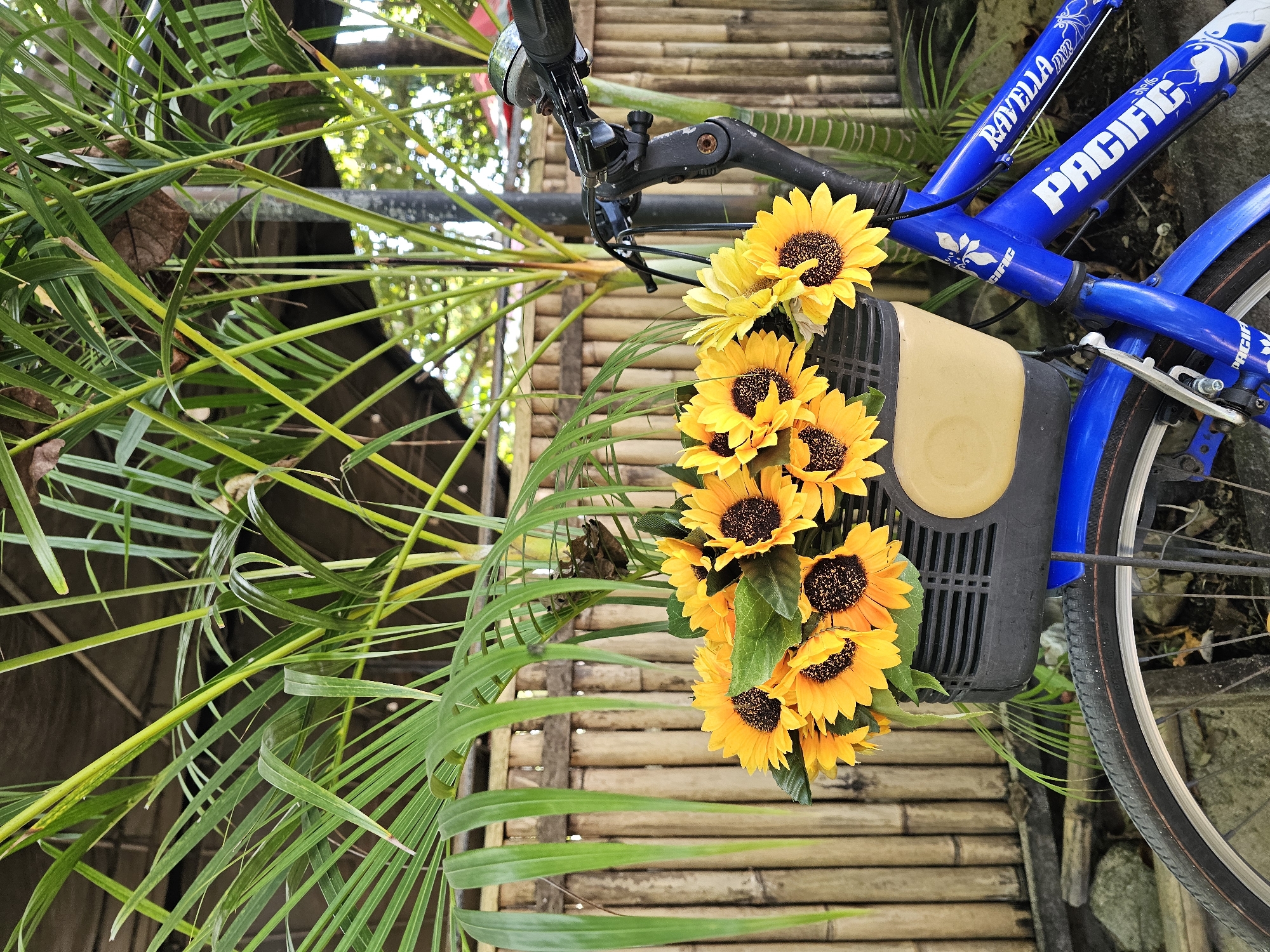 A blue "PACIFIC" bicycle with "RAVELLA DNX2" inscribed on the frame, its front basket filled with yellow sunflowers, stands against a bamboo fence in Denpasar, Indonesia. A palm frond is also visible on the left side of the image. The bike is oriented vertically.