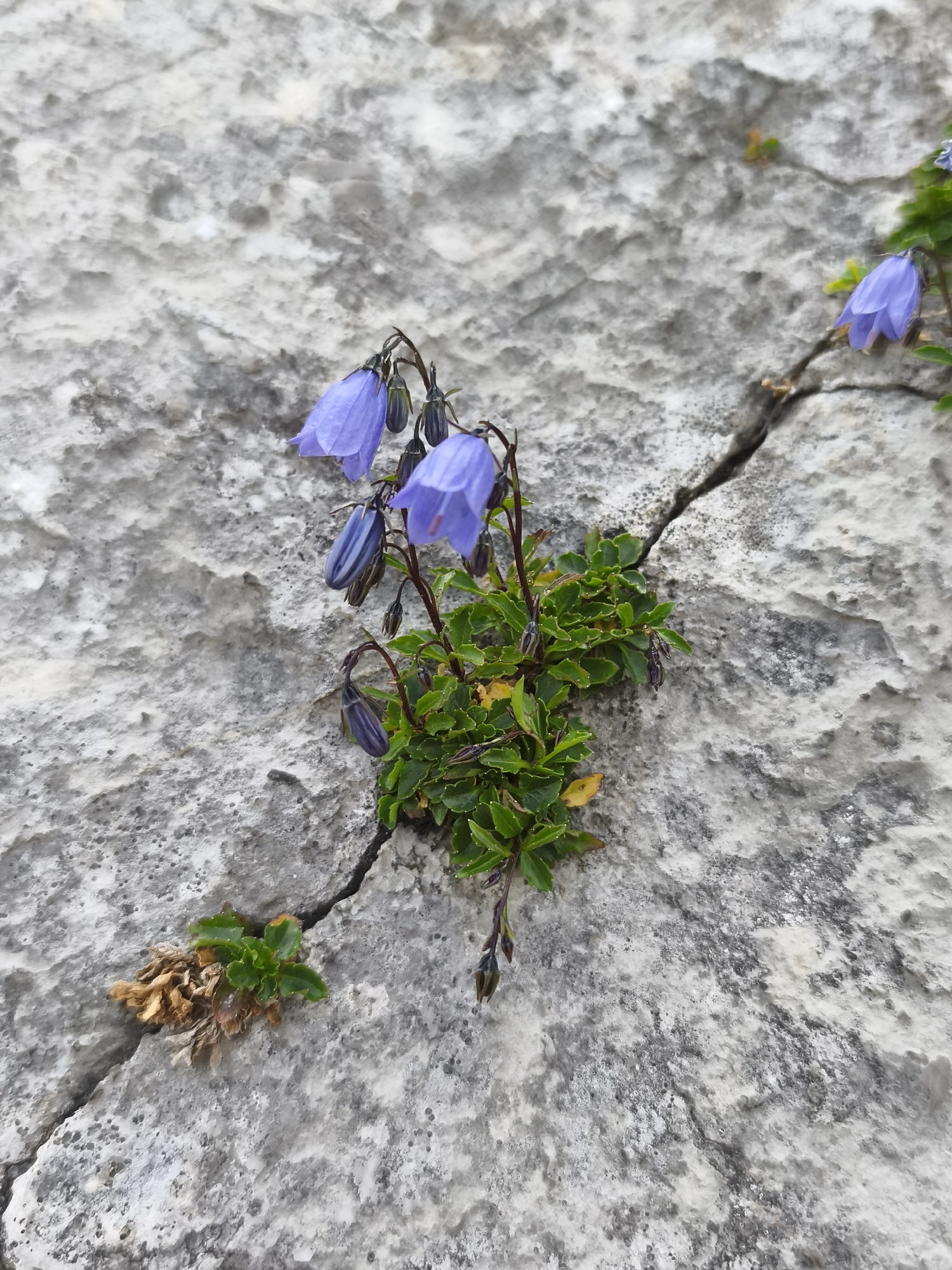 In Alpnach, Switzerland, a cluster of small, purple bell-shaped flowers with green leaves grows from a crevice in a light-colored, rough-textured rock. The flowers are delicate, with some fully bloomed and others still in bud. A few withered brown leaves are present at the base of the plant. The rock surface is uneven and cracked, suggesting a natural outdoor environment. The lighting is even, and the focus is on the flora and its immediate surroundings.