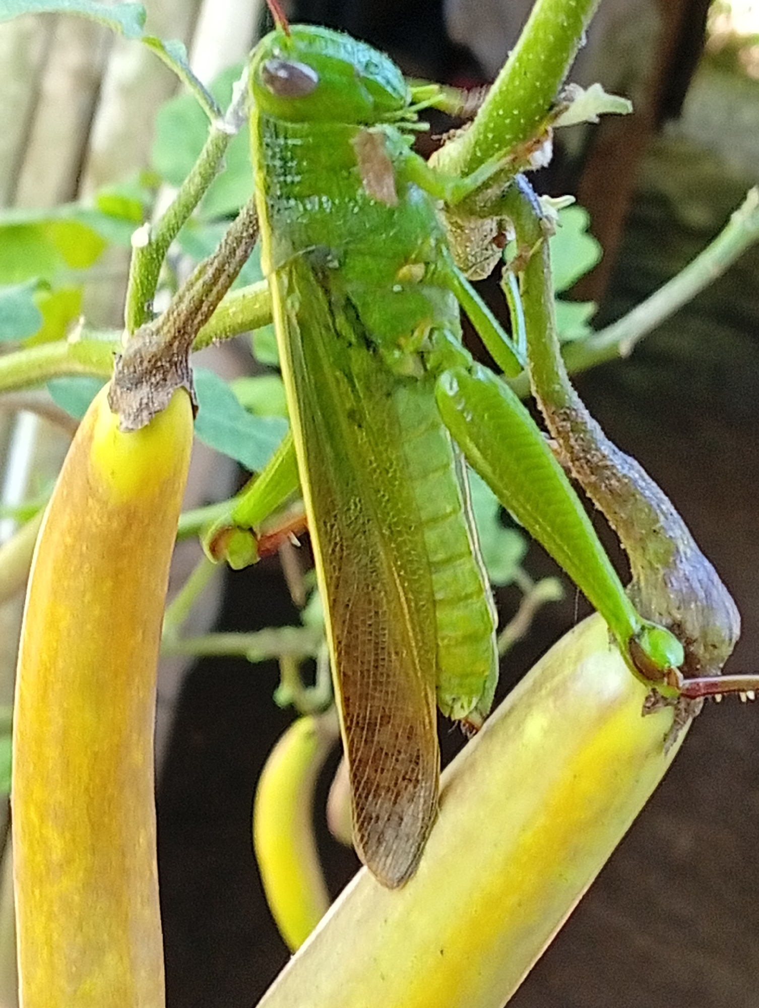 A close-up, eye-level shot captures a green grasshopper perched on a plant stem. The grasshopper is positioned vertically, with its head angled slightly to the left. Its body is segmented and appears to be a vibrant green. The grasshopper's wings are folded along its back, with the left wing partially visible and exhibiting a brown, veined pattern. Several plant pods, elongated and yellowish-green, surround the grasshopper, some appearing to be attached to the same stem or nearby stems. The background is a blur of green foliage and darker, out-of-focus areas, suggesting a natural, outdoor setting. There are no people visible in the image, and no specific landmarks indicate the location in Carmen, Philippines.
