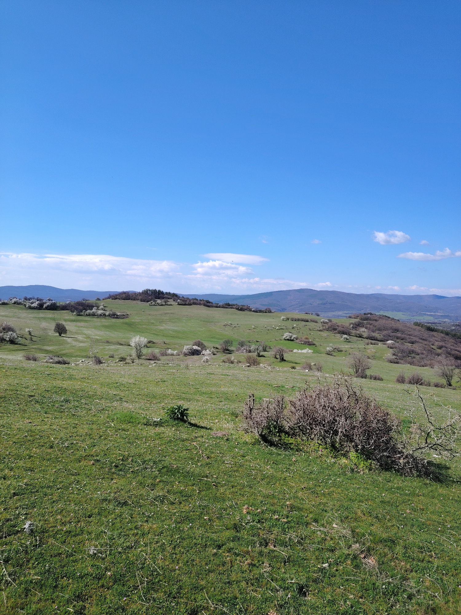 The image depicts a rural landscape in the vicinity of Bata, Bulgaria. In the foreground, a green field slopes downwards, with patches of shorter grass and sporadic dry vegetation. A larger shrub or bush dominates the lower right portion.
In the midground, rolling hills are covered with green pastures and interspersed with deciduous trees, some of which show signs of blooming (possibly fruit trees in blossom). In the background, a darker mountain range is visible under a bright blue sky with sparse white clouds.